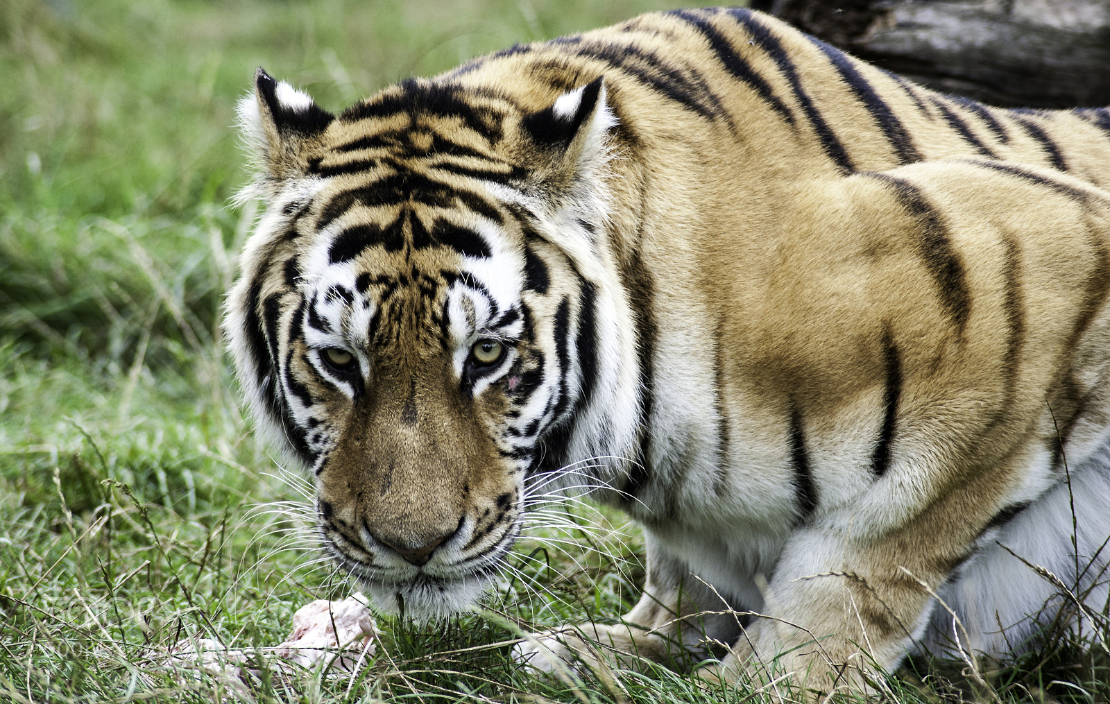 Nikon D700 sample photo. Tiger series photography