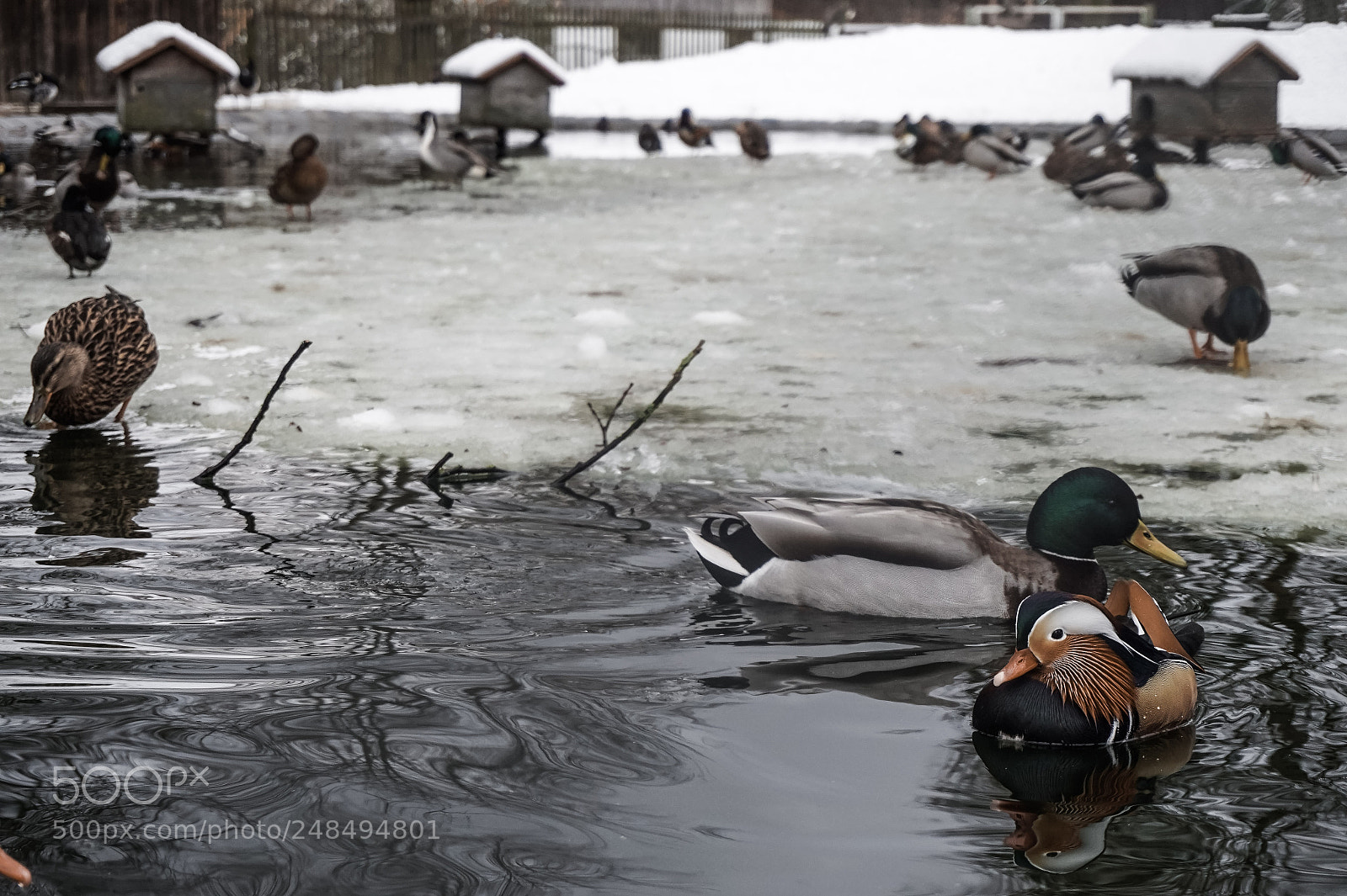 Sony Alpha a5000 (ILCE 5000) sample photo. Cold swim photography