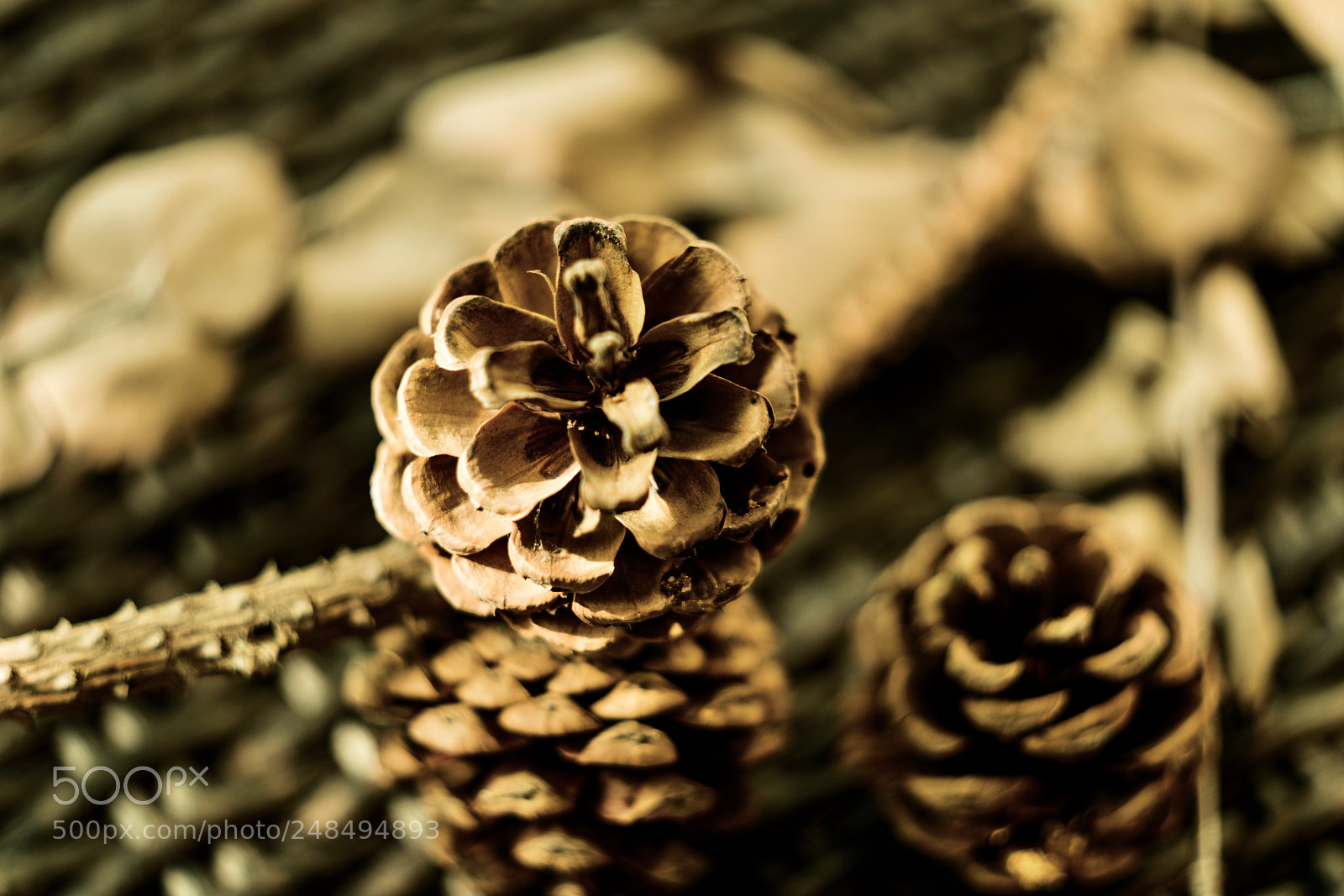 Sony a7R II sample photo. Pine cone photography