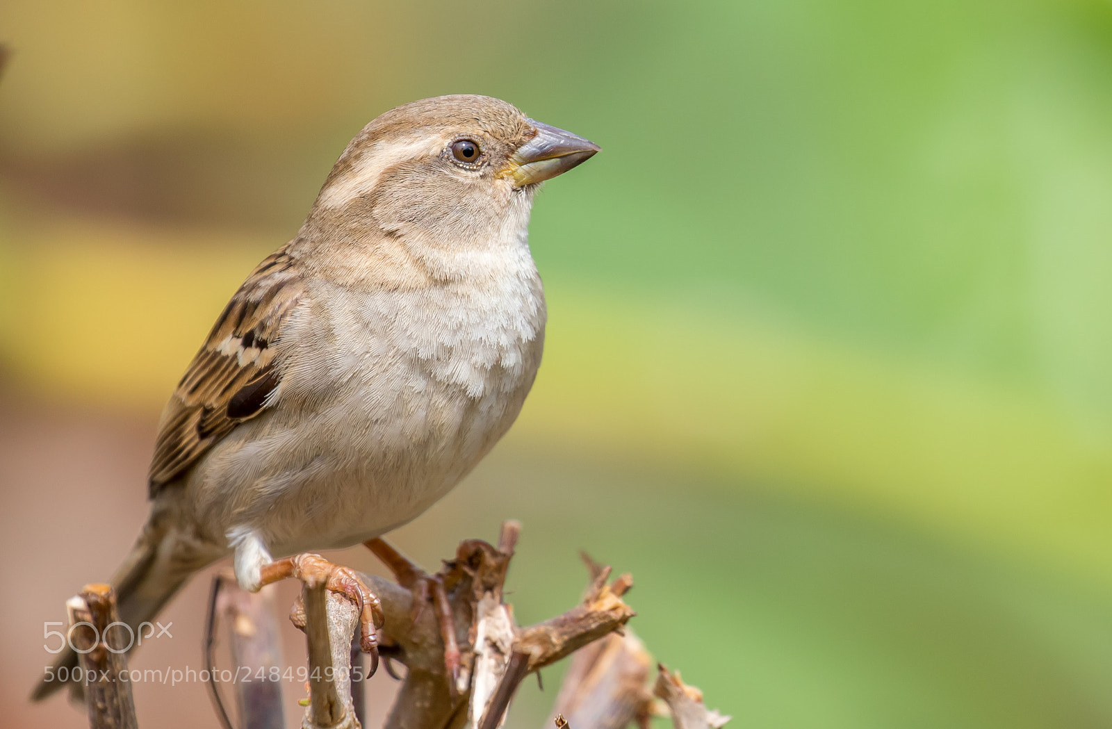 Canon EOS 7D Mark II sample photo. Sparrow photography
