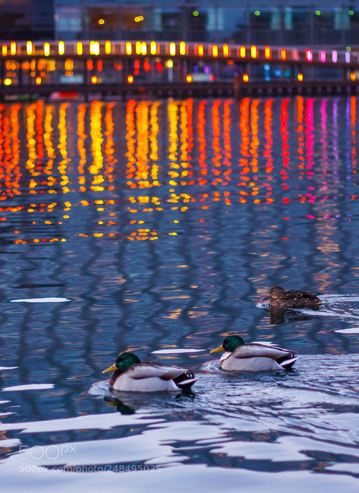 Canon EOS 50D sample photo. Duckrace is always better photography