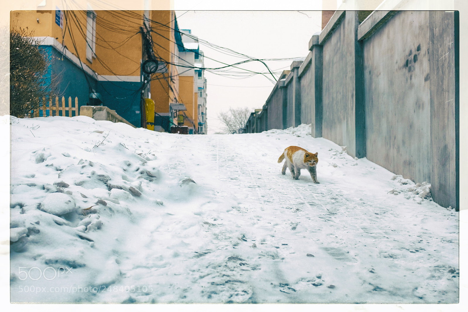 Fujifilm X100S sample photo. Color：cat and building photography