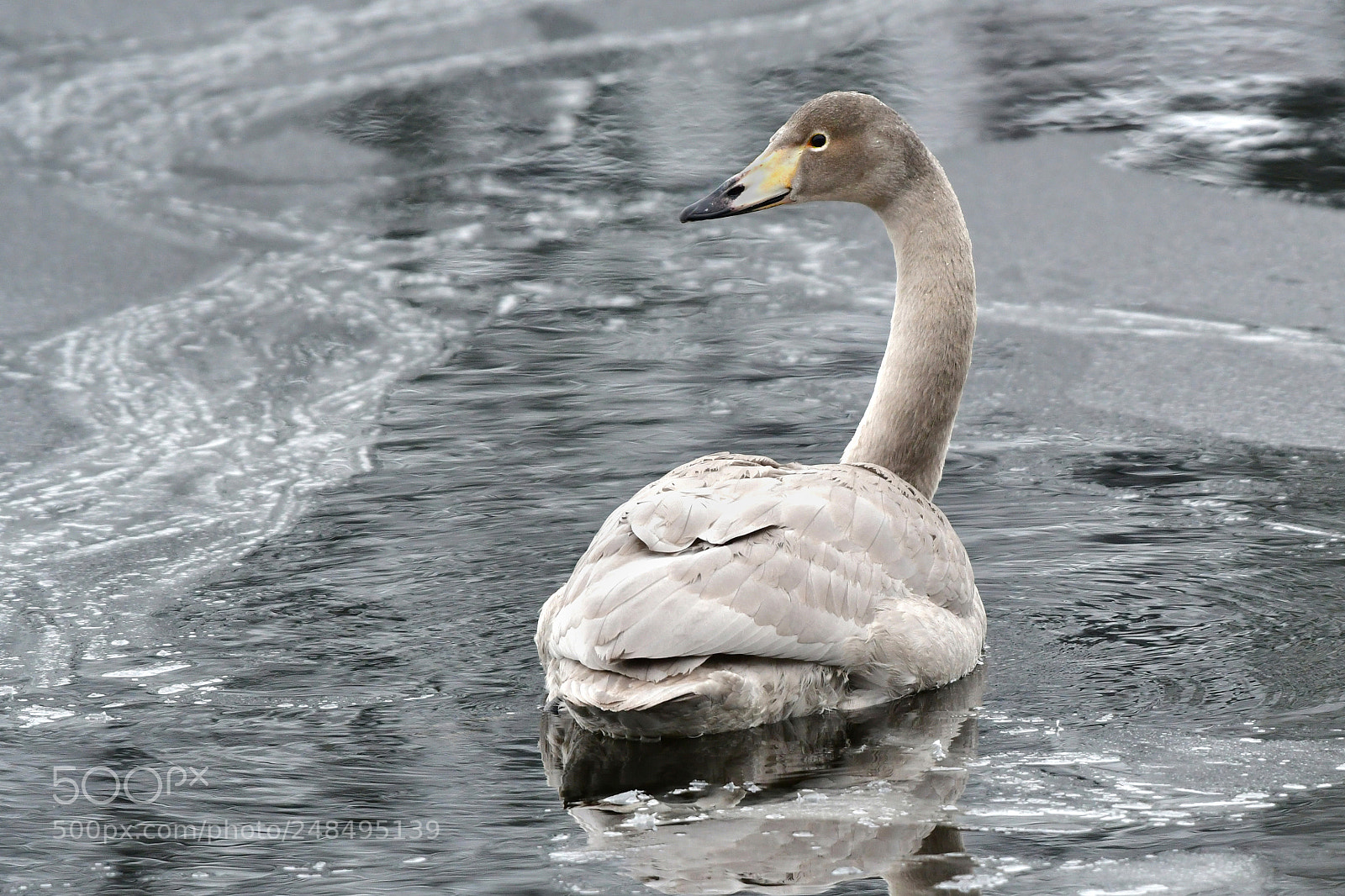 Nikon D500 sample photo. The swan photography