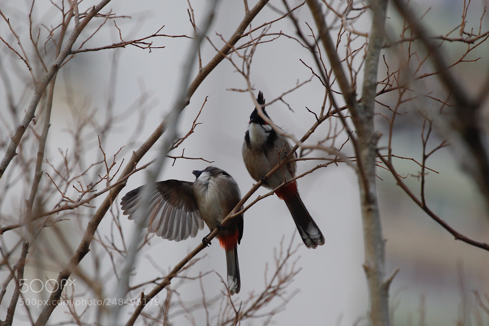 Canon EOS-1D Mark IV sample photo. Untitled photography