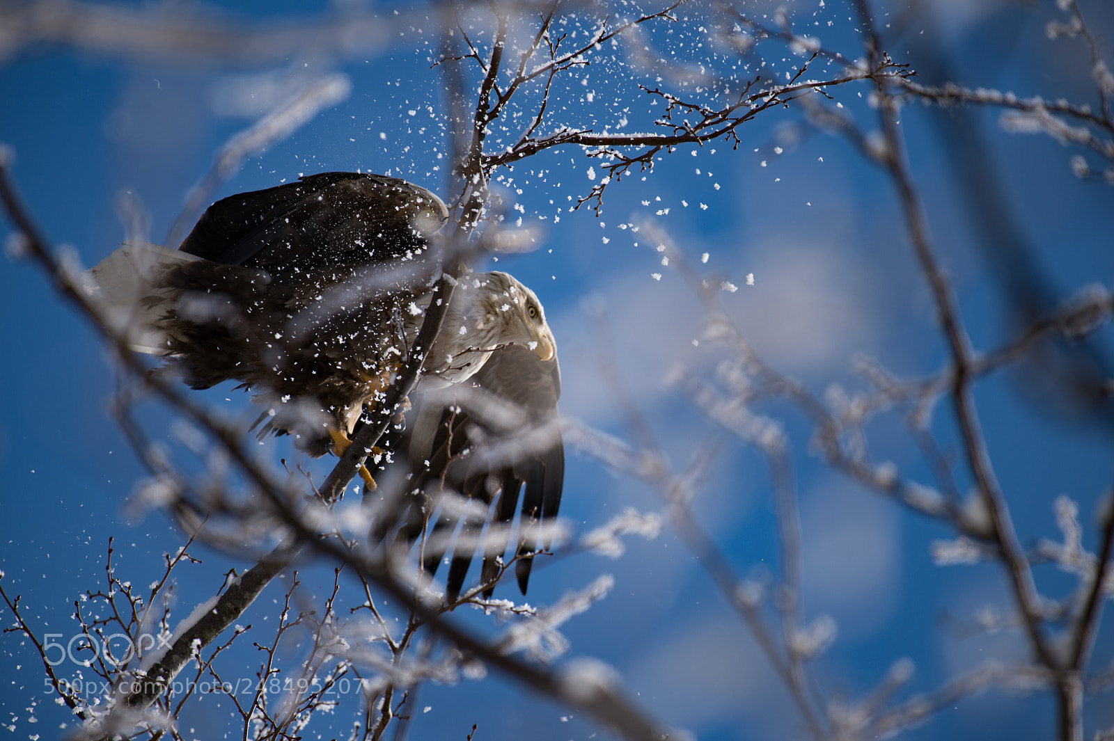 Nikon D4 sample photo. Departure photography