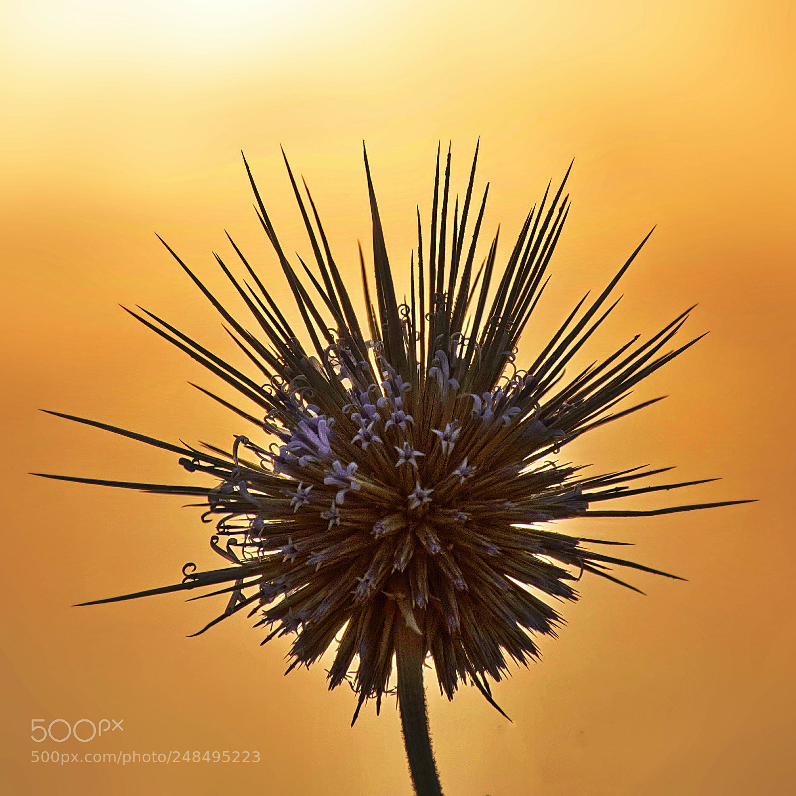 Nikon D7200 sample photo. Nature with sunset photography