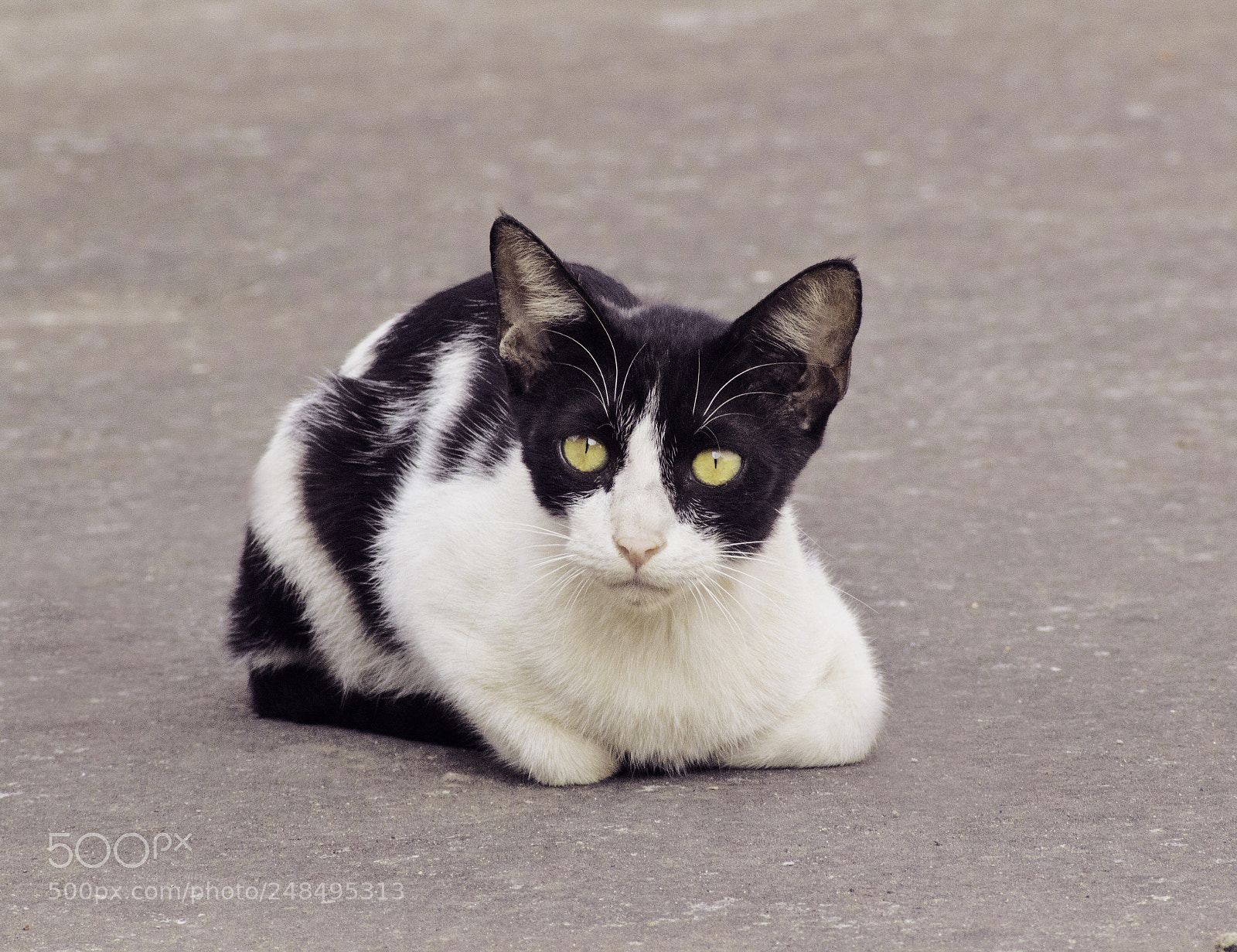 Canon EOS 600D (Rebel EOS T3i / EOS Kiss X5) sample photo. Cat photography
