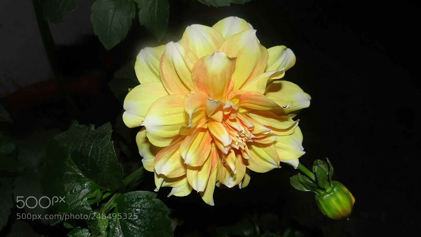 Sony DSC-HX200V sample photo. Untitled photography