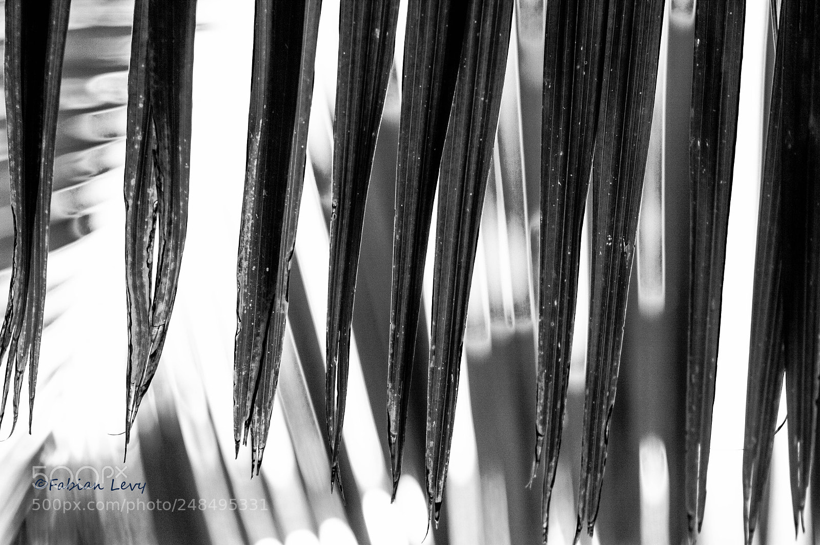 Nikon D3200 sample photo. B&w photography