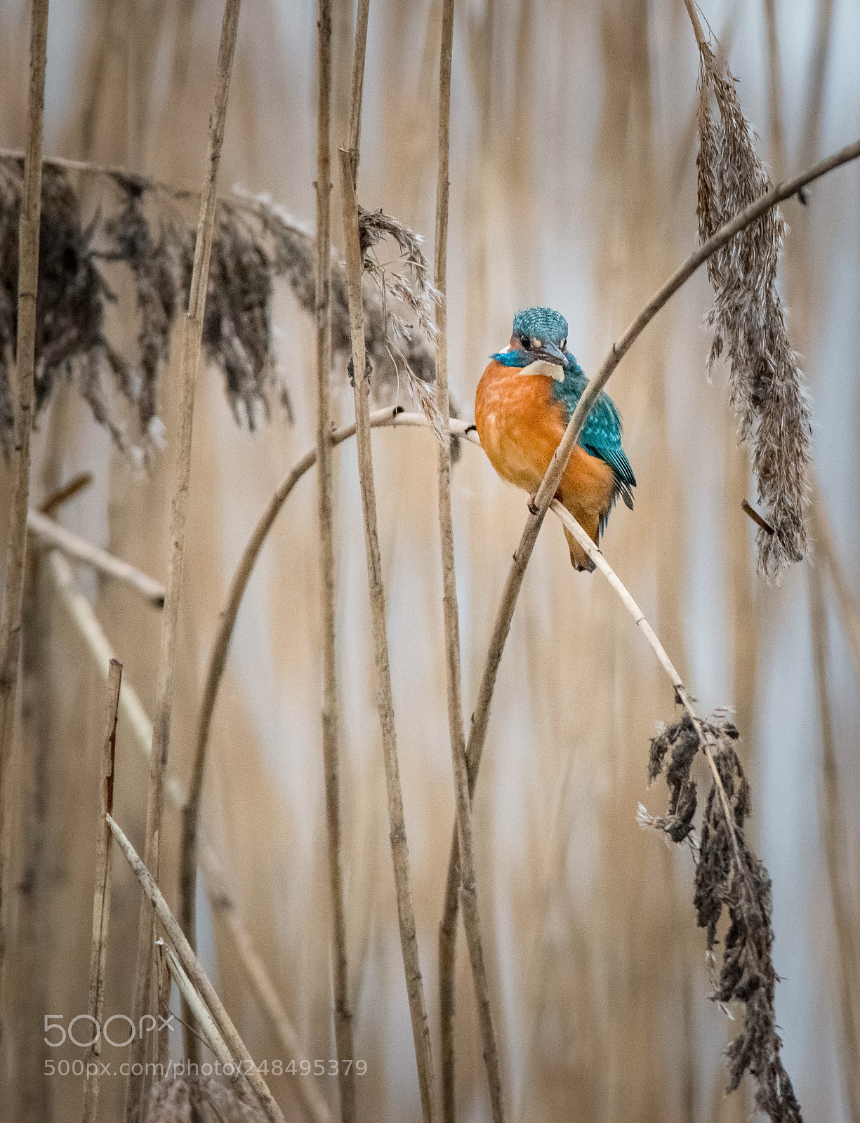 Nikon D800 sample photo. Kingfisher photography