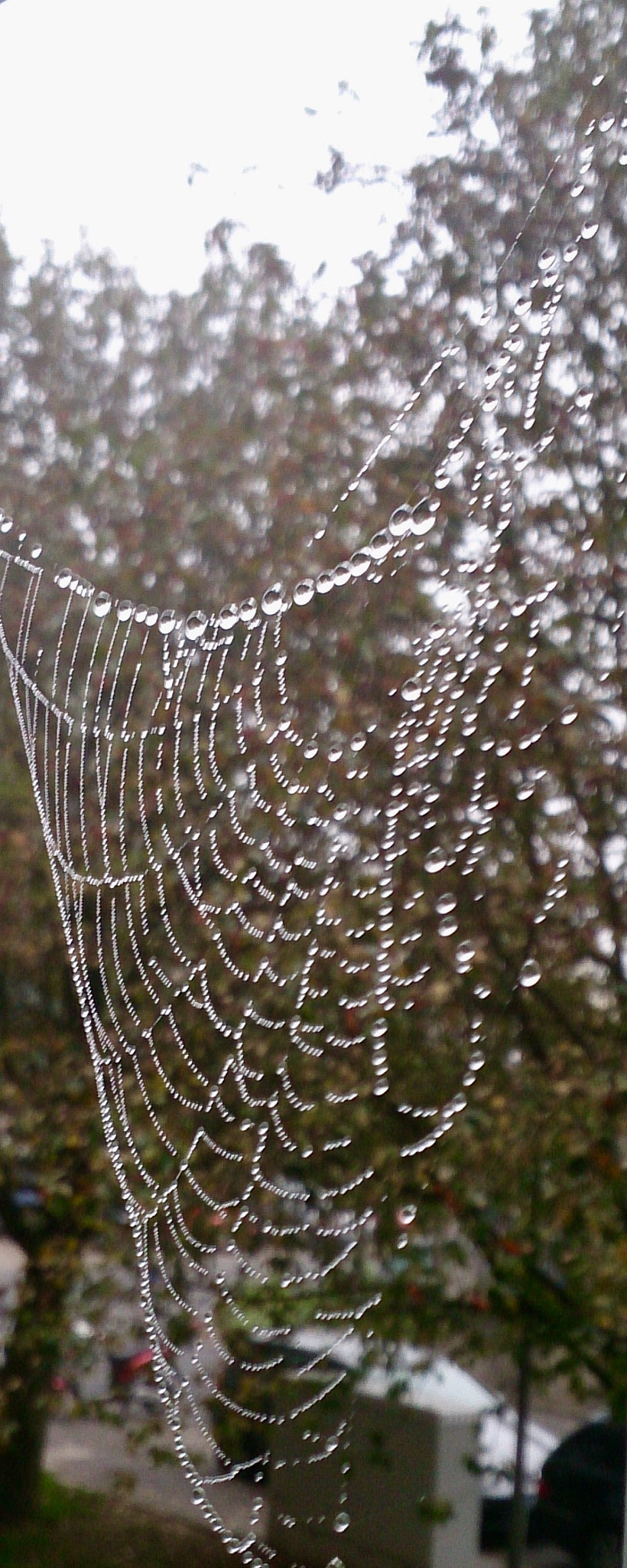 Sony Xperia Z sample photo. Natürliche kunst photography