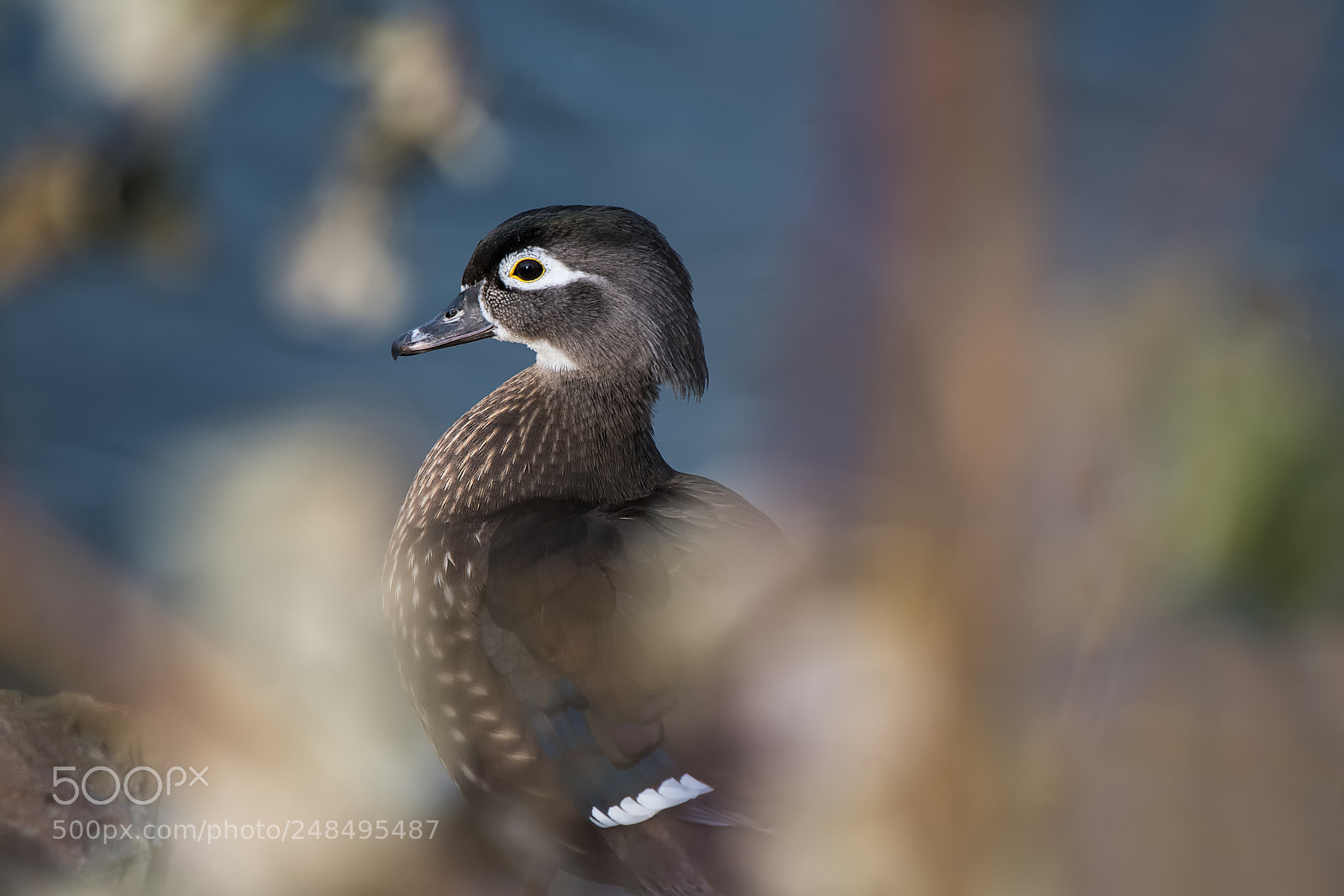 Nikon D500 sample photo. Bridal duck, female aix photography