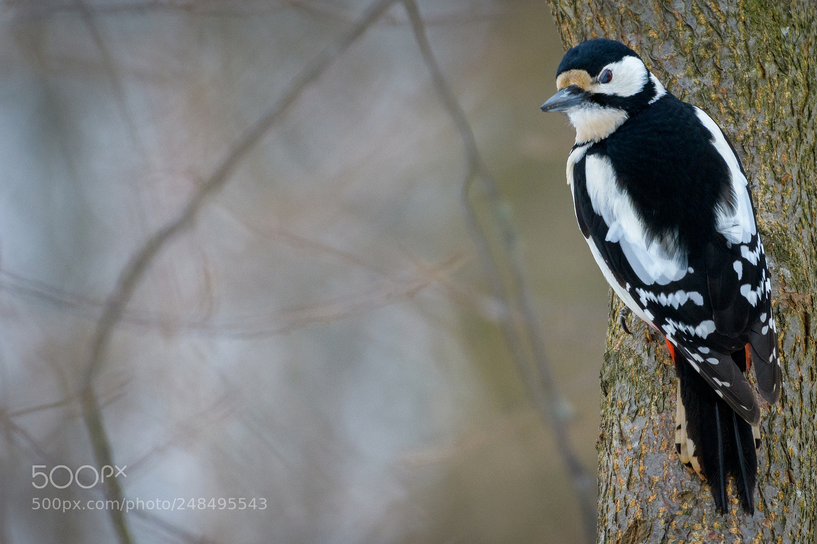 Nikon D500 sample photo. Woodpecker photography