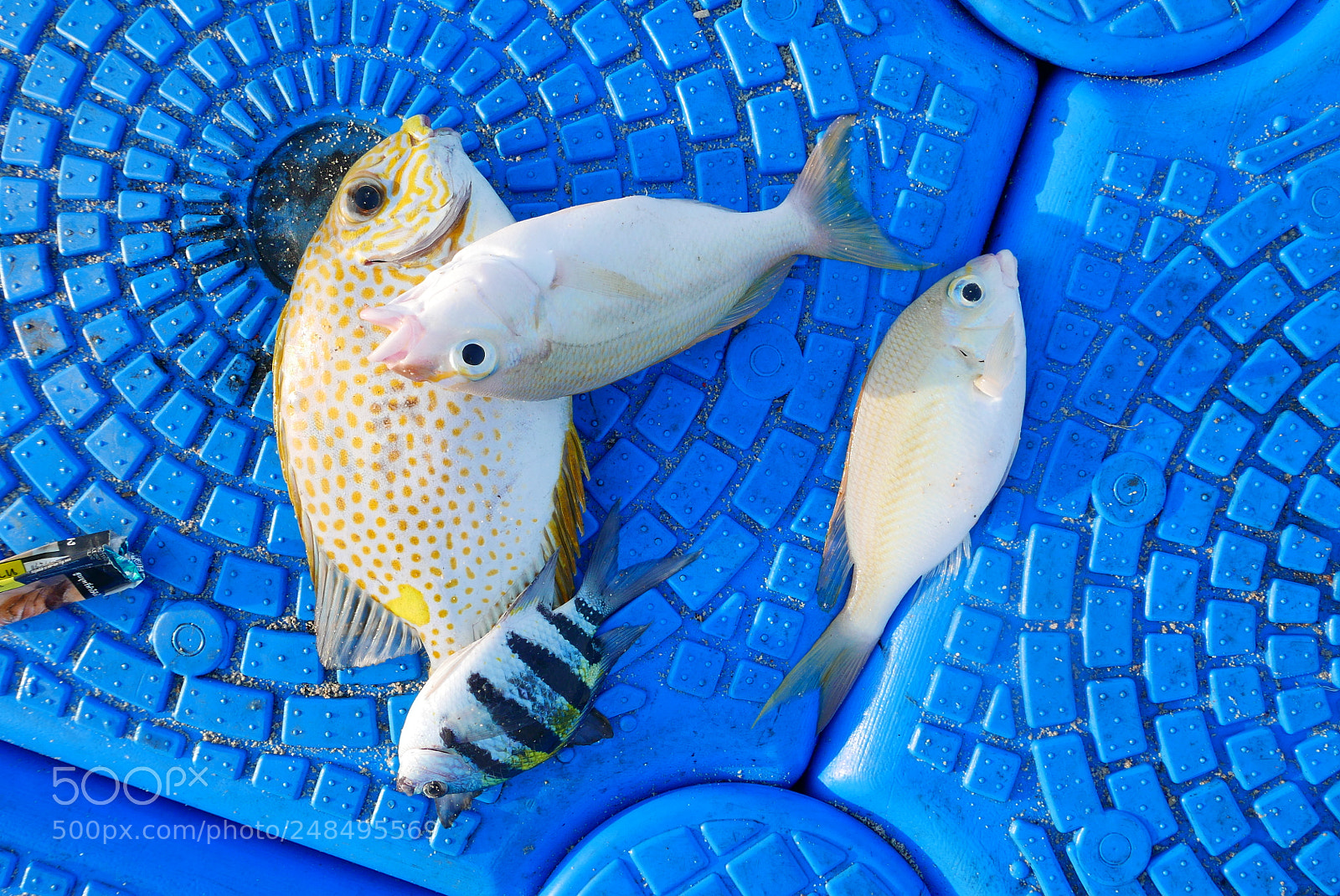 Panasonic Lumix DMC-LX100 sample photo. 泰国海边钓鱼 photography
