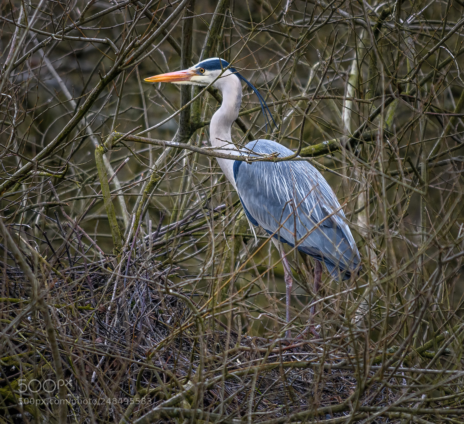 Nikon D850 sample photo. Grey heron on its photography