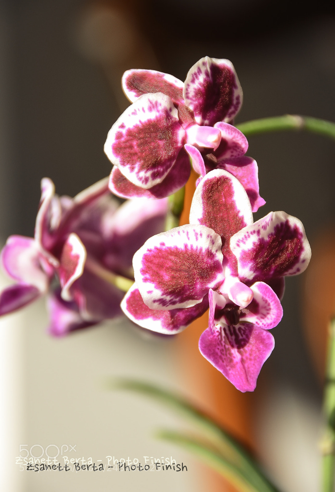 Nikon D7200 sample photo. Orchidea photography