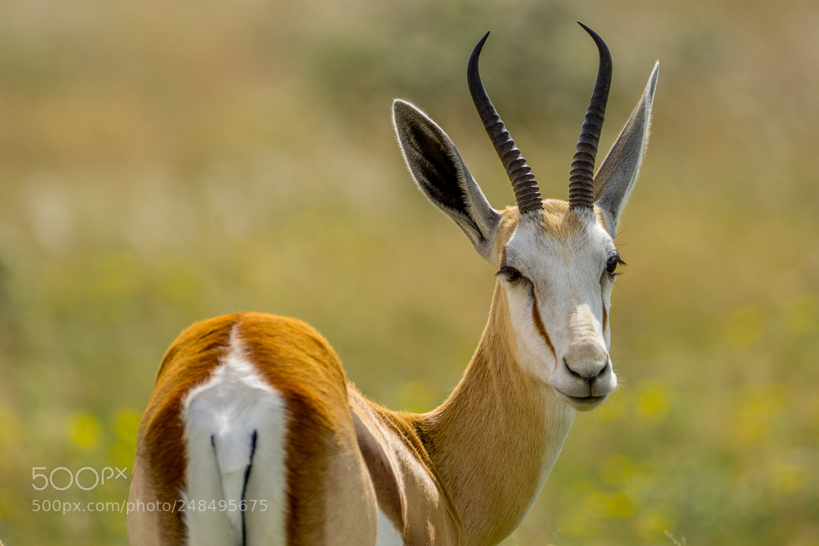 Sony a6000 sample photo. Etosha springbock photography