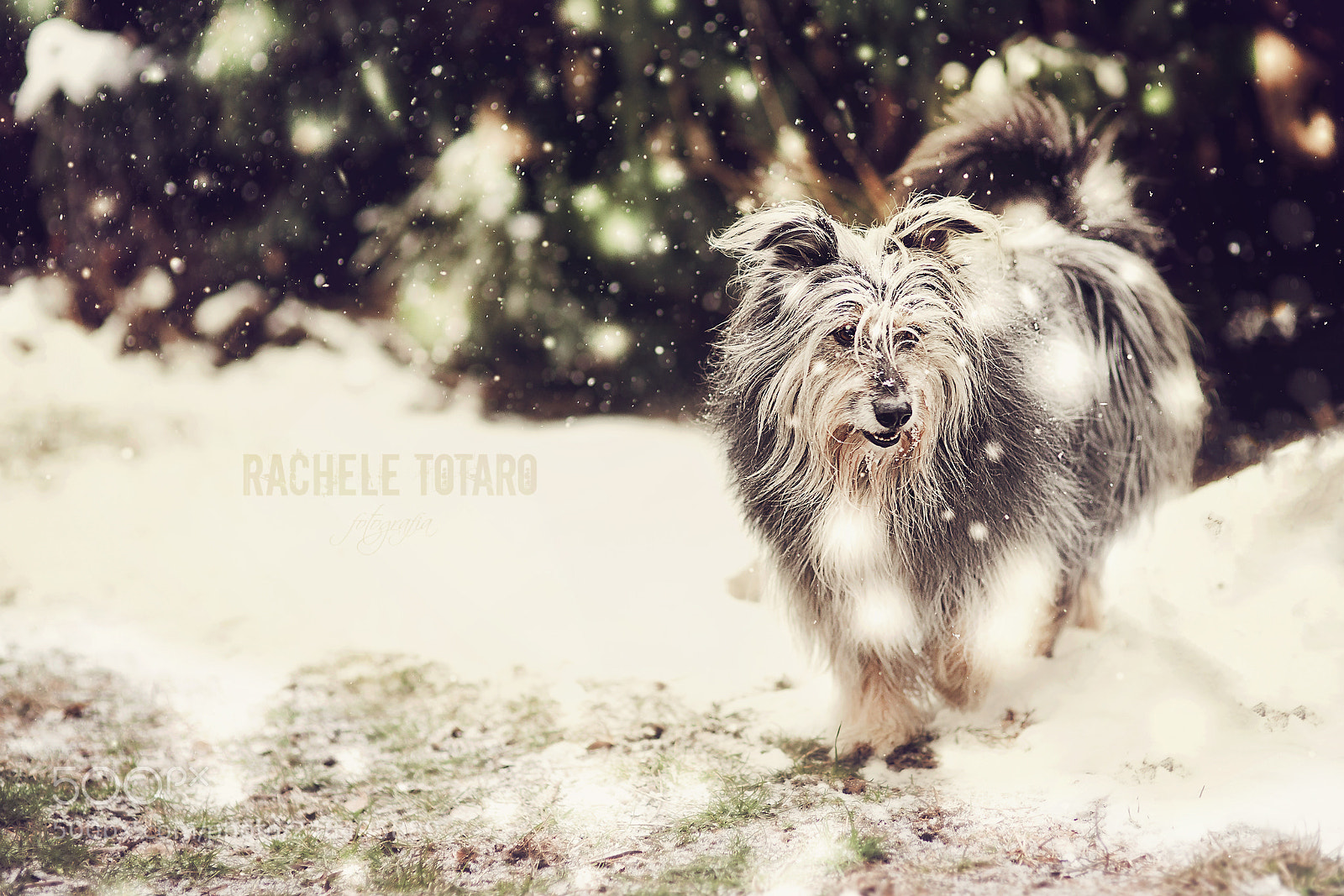 Canon EOS-1Ds Mark III sample photo. Winter queen photography