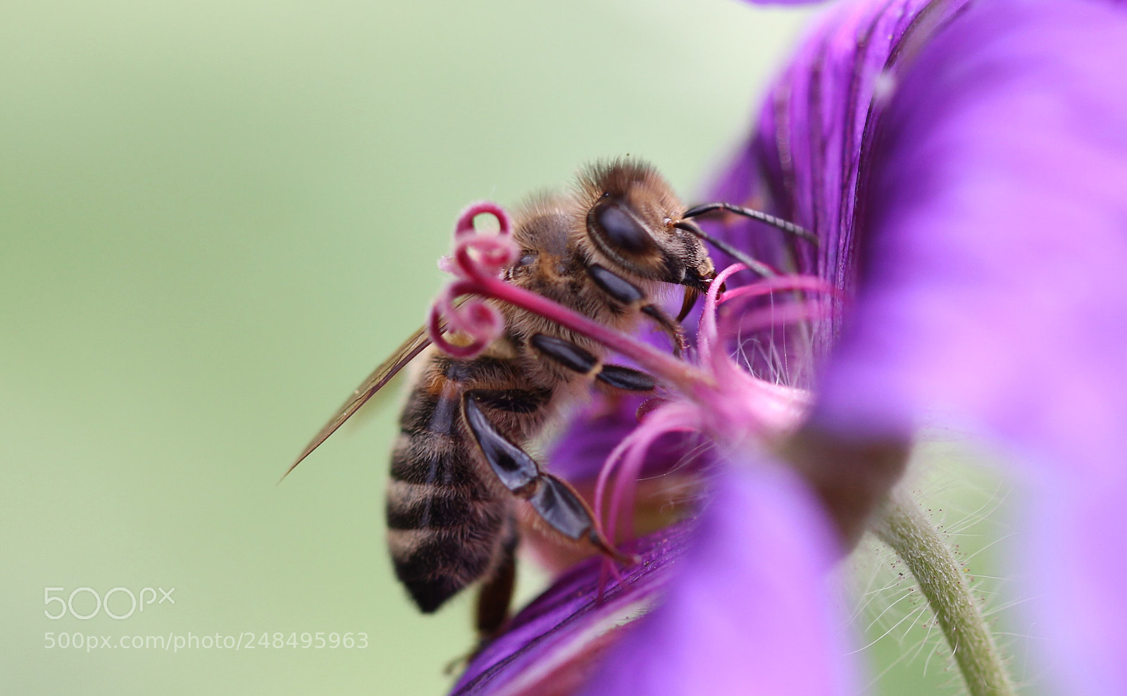 Canon EOS 550D (EOS Rebel T2i / EOS Kiss X4) sample photo. Yearn for spring... photography