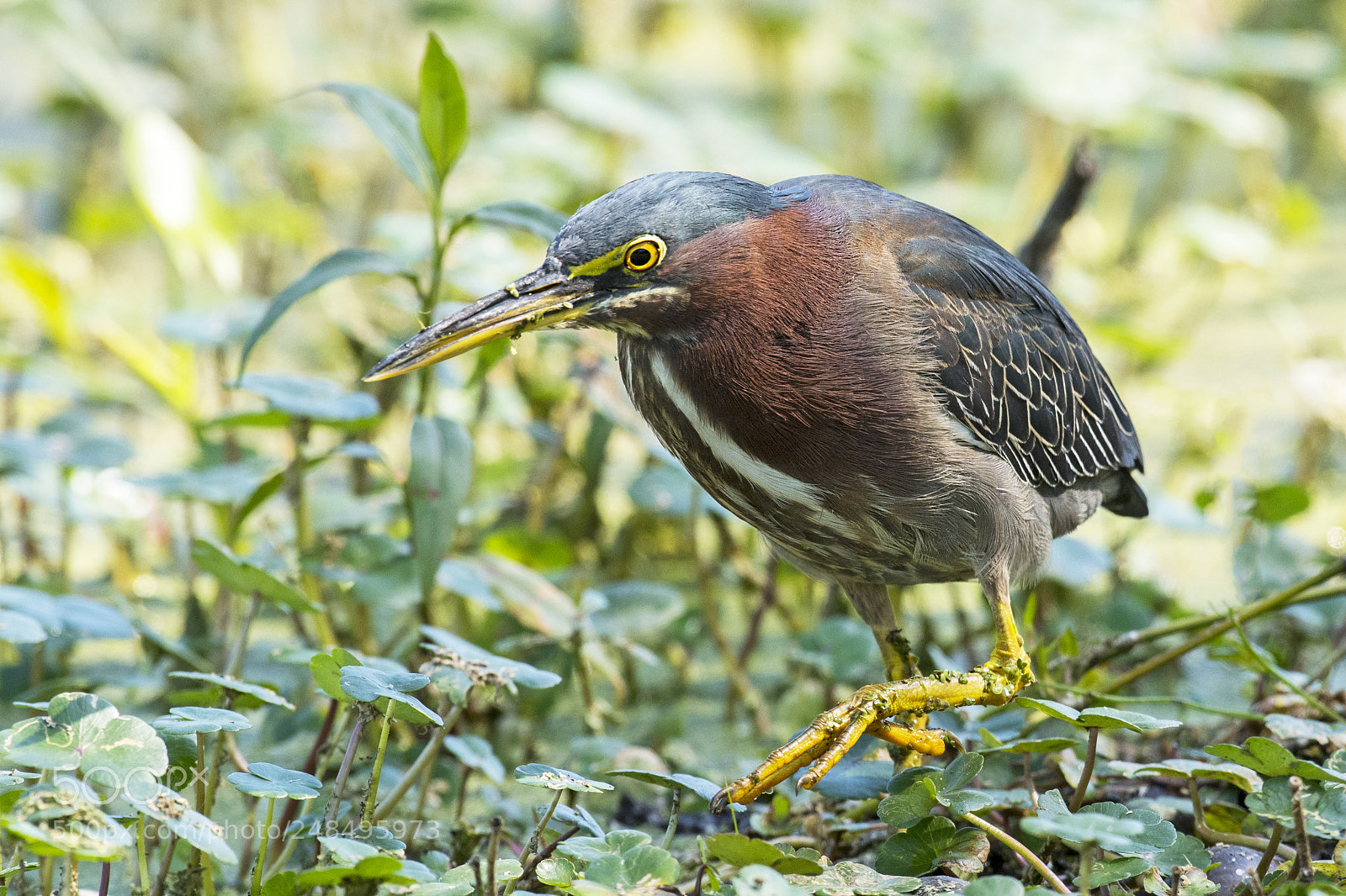 Nikon D500 sample photo. Green heron- in the photography