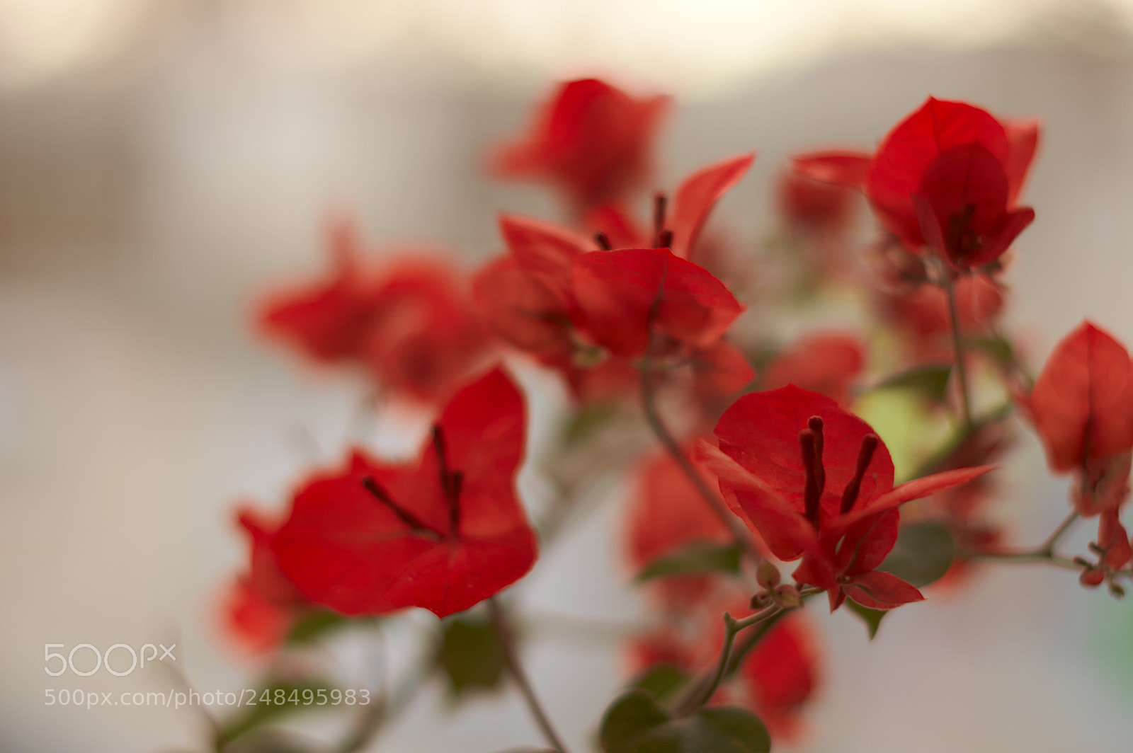 Nikon D5200 sample photo. Bougainvillea photography