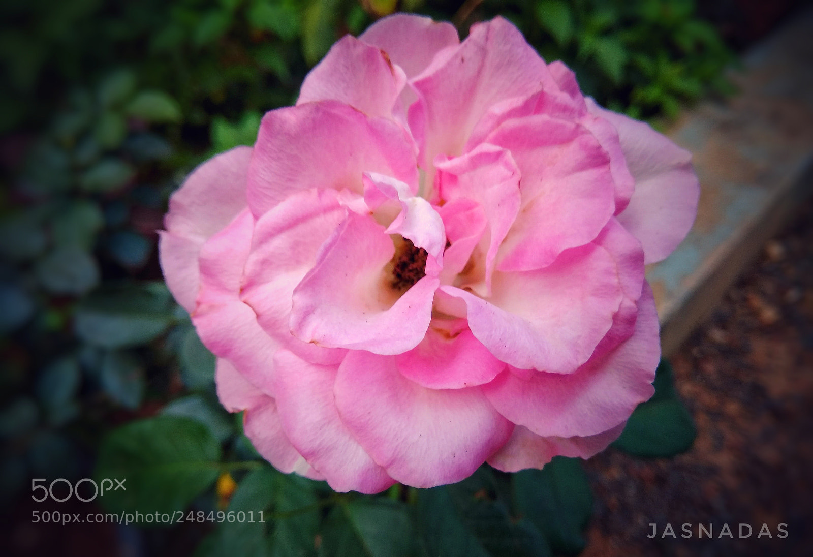 Xiaomi Redmi Note 4 sample photo. Rose flower photography