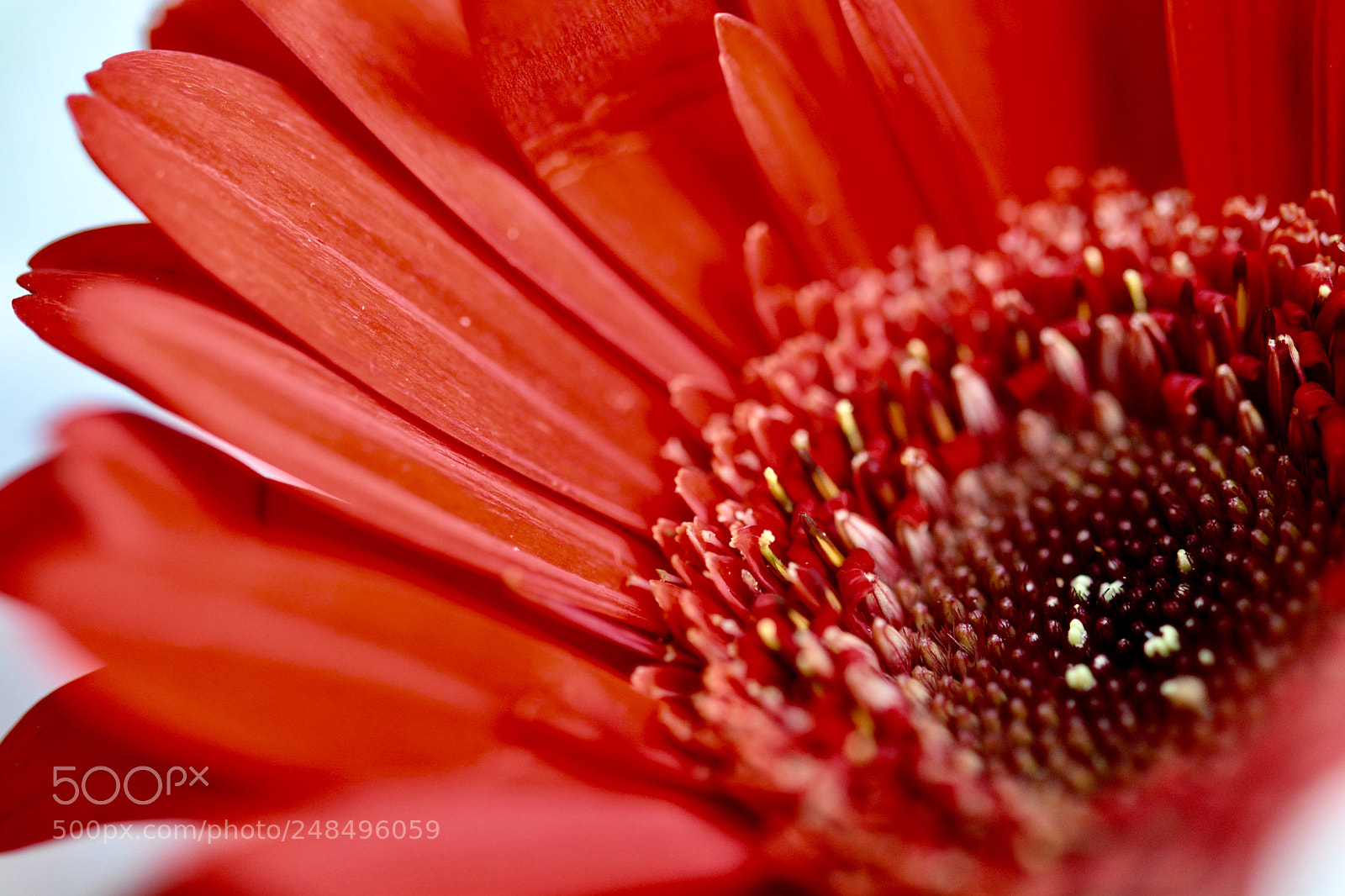 Nikon D7100 sample photo. Flower.... photography
