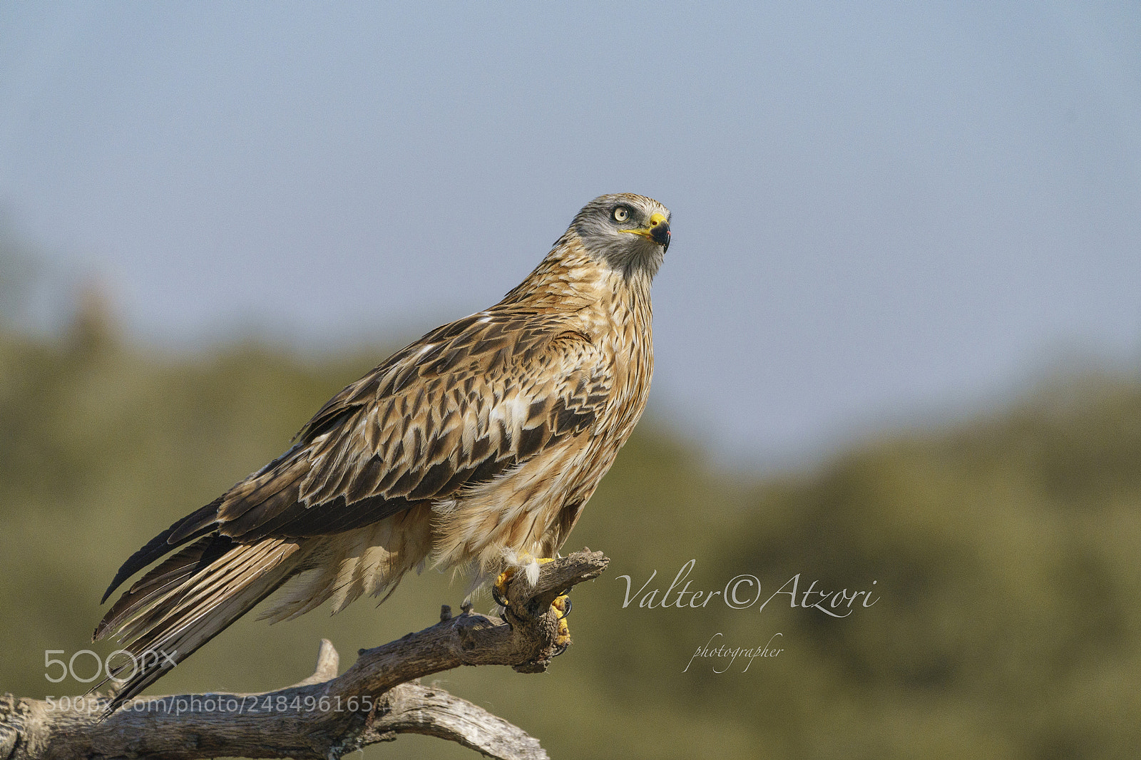 Sony a9 sample photo. Red kite photography