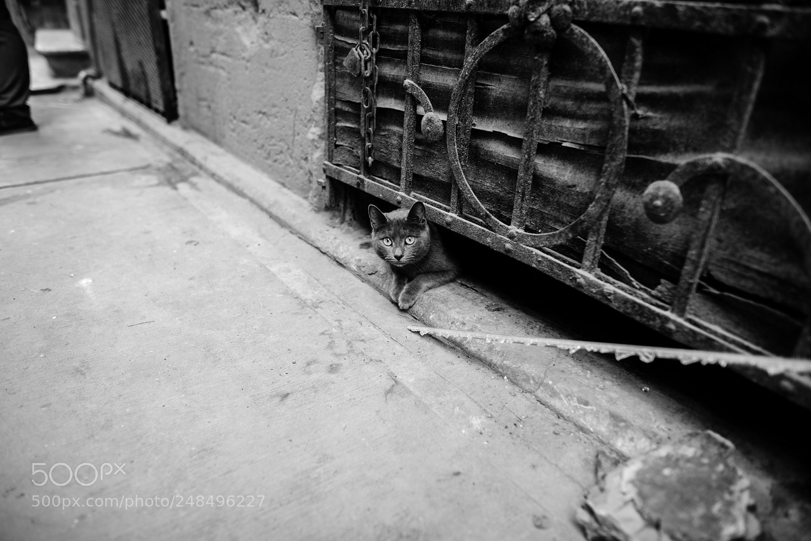 Nikon D800 sample photo. Stray cat photography