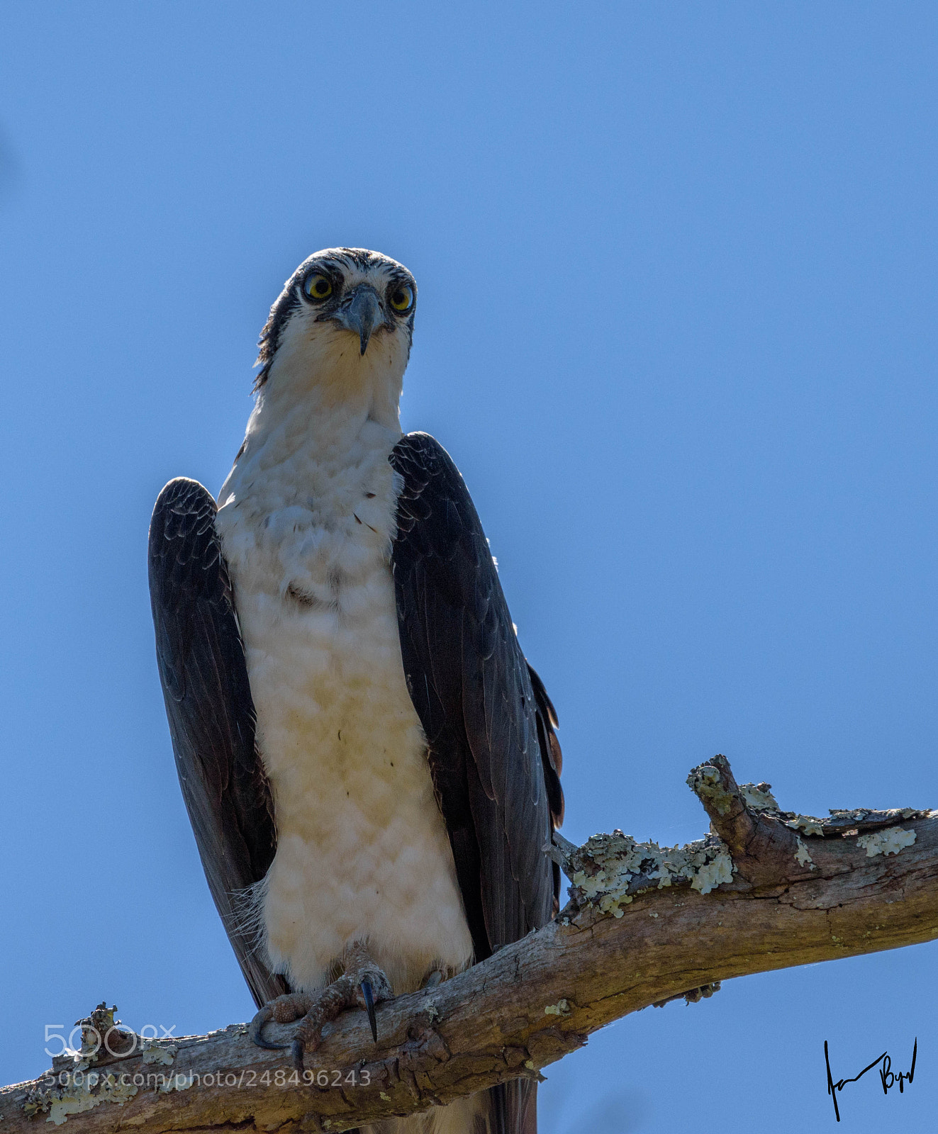 Nikon D5500 sample photo. Curious osprey watching curious photography