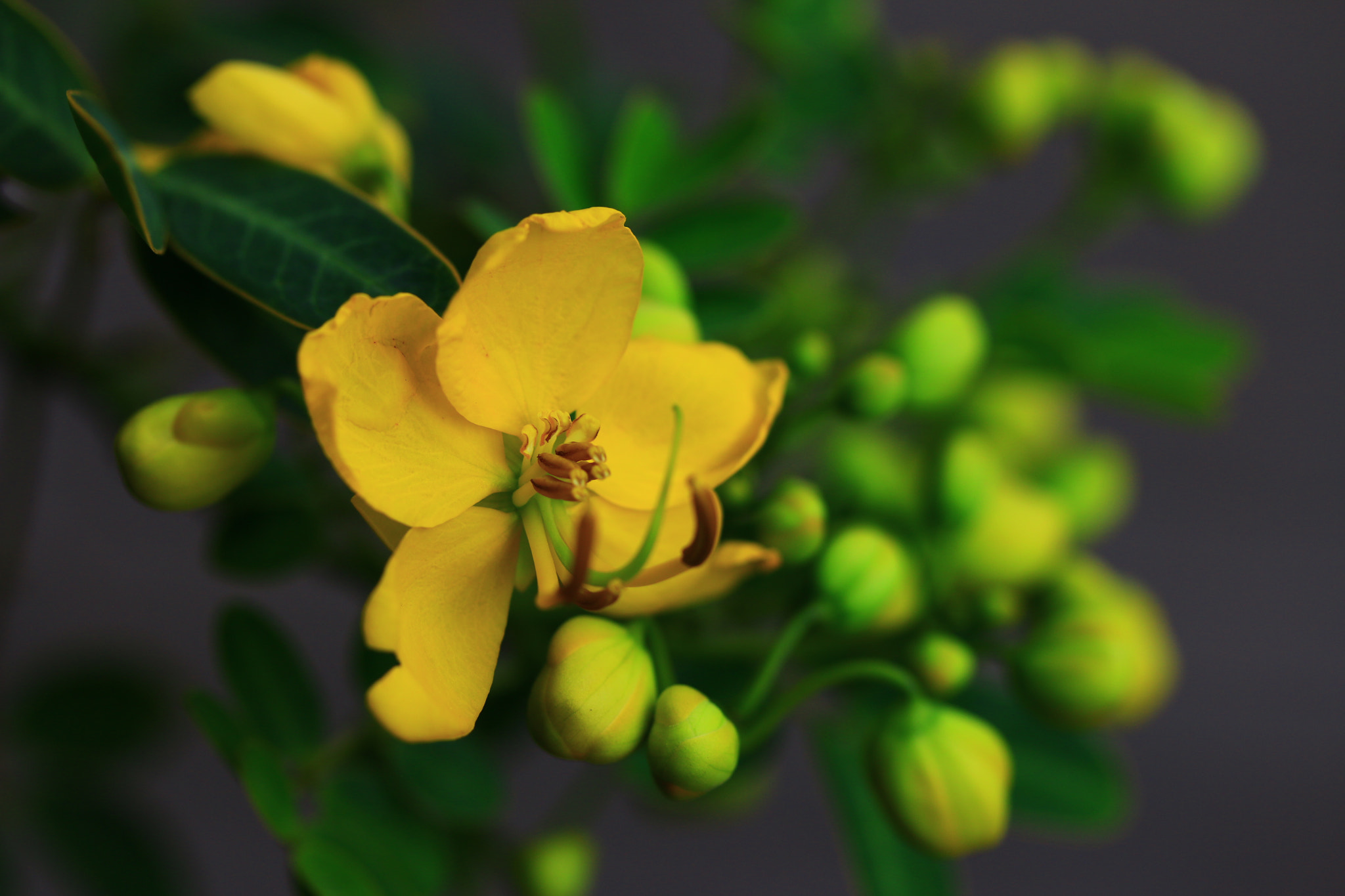Canon EF-S 60mm F2.8 Macro USM sample photo. Yellow bloom photography