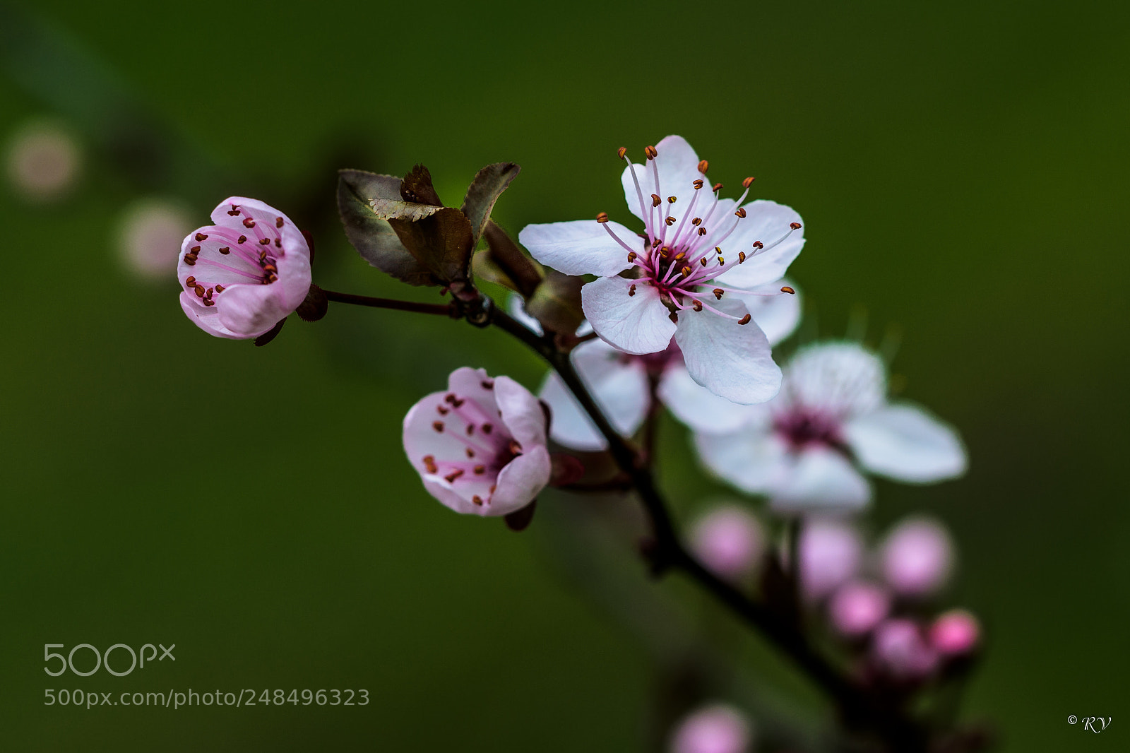 Nikon D7100 sample photo. Flowers photography