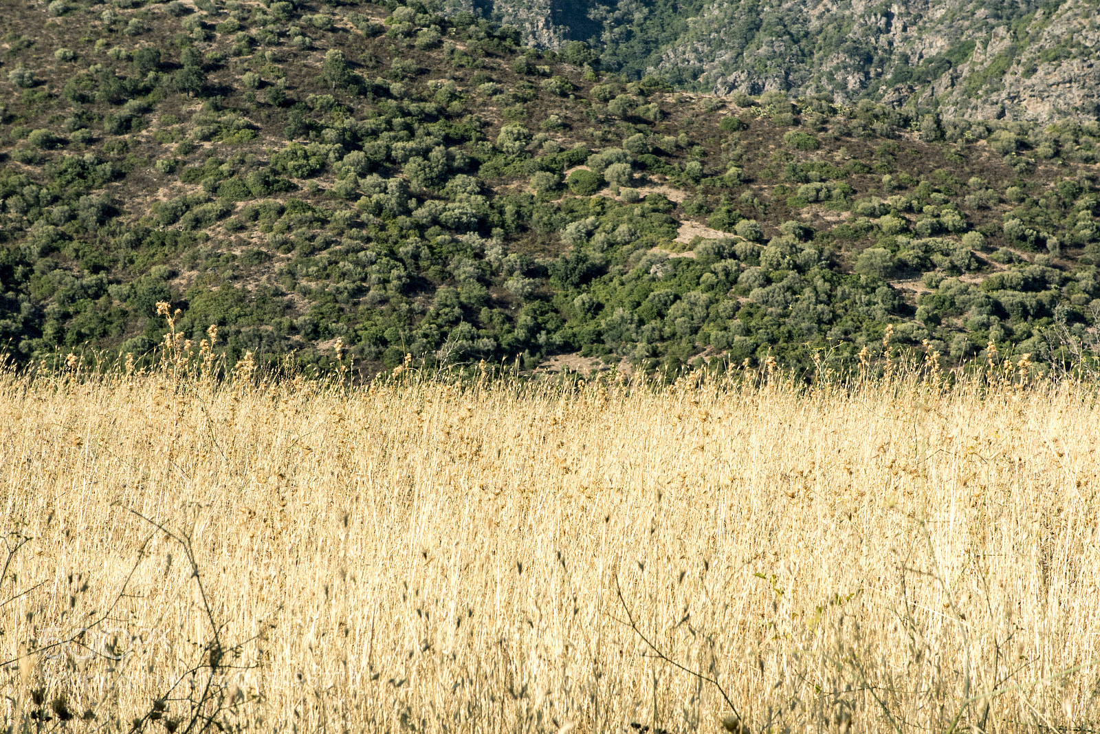Canon PowerShot G1 X Mark II sample photo. Sardegna capitolo iii photography