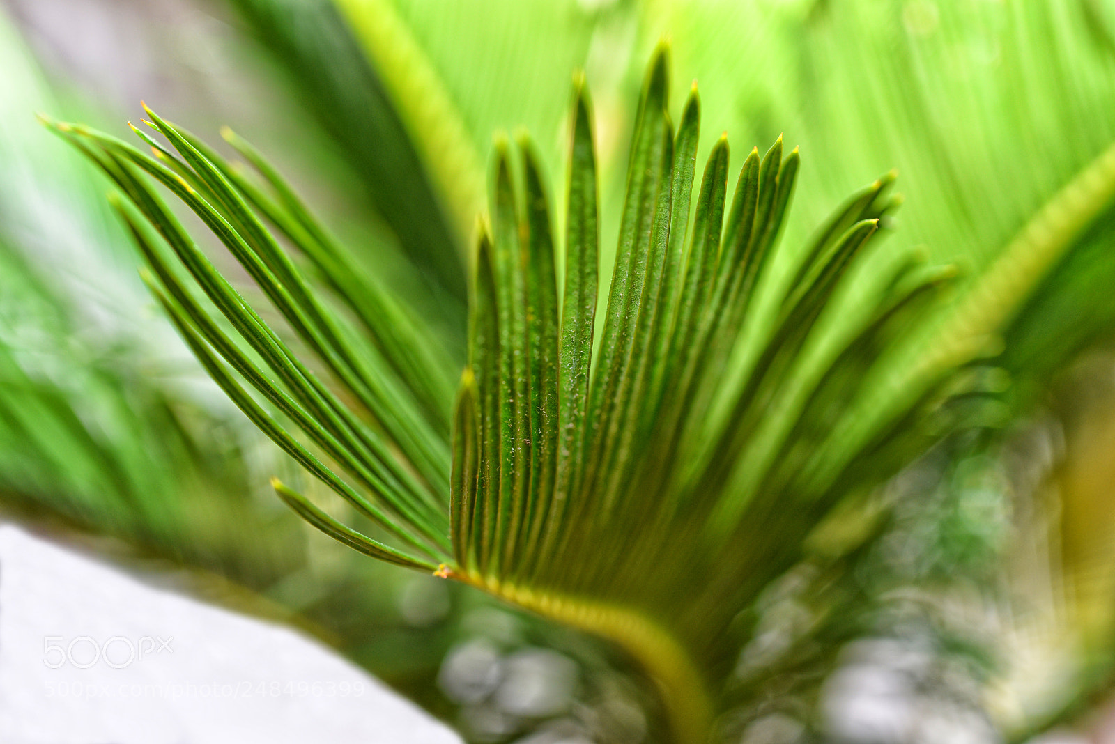 Nikon D610 sample photo. Butterfly of life photography