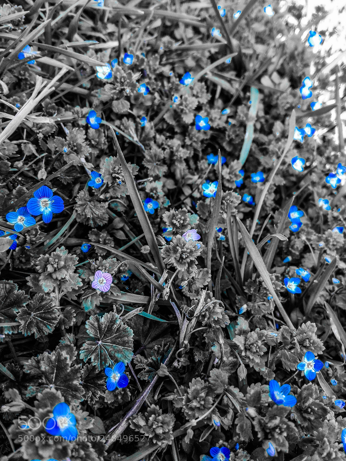 HUAWEI P8 Lite sample photo. Spring  and flowers photography