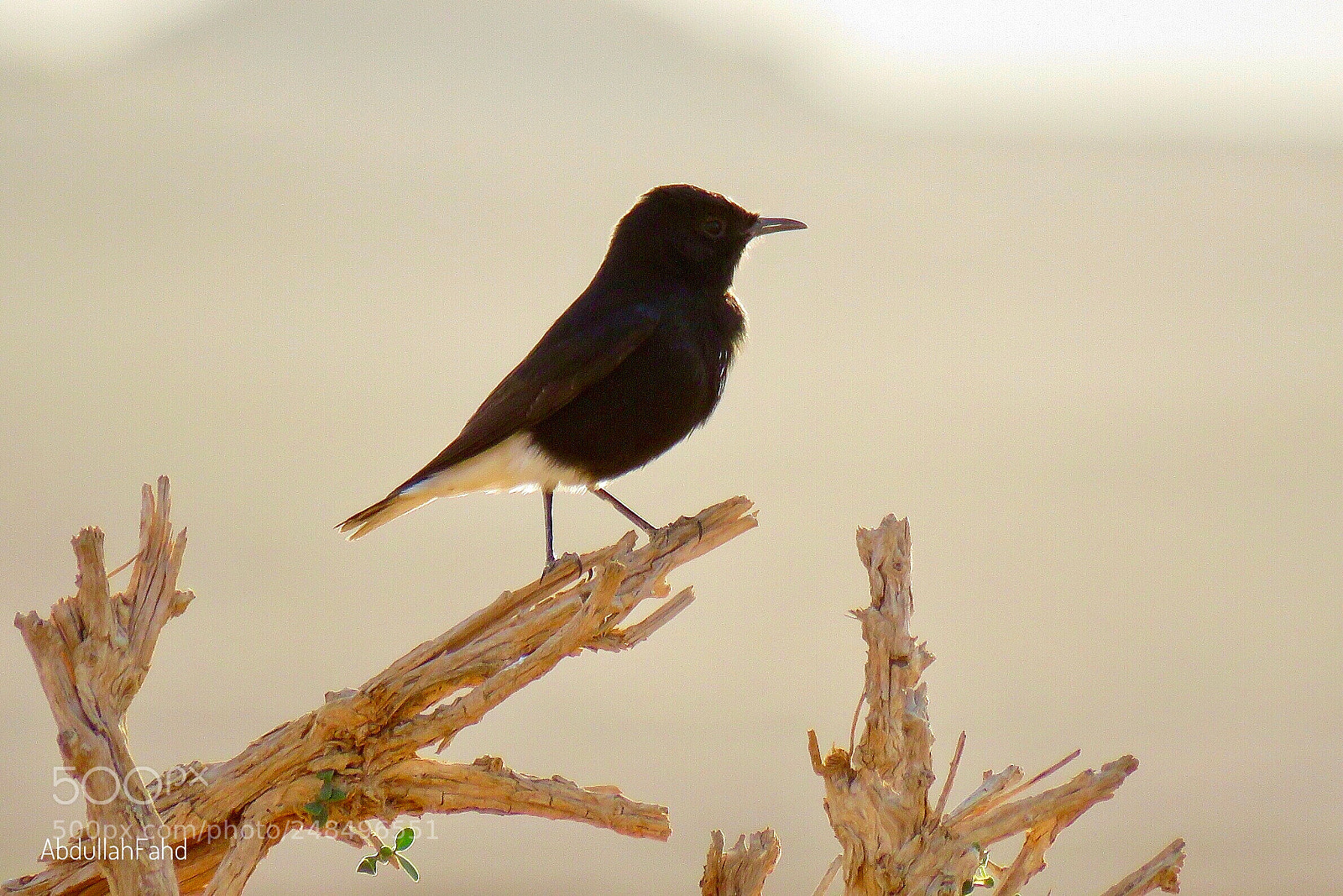 Canon PowerShot SX60 HS sample photo. Pied stonechat photography