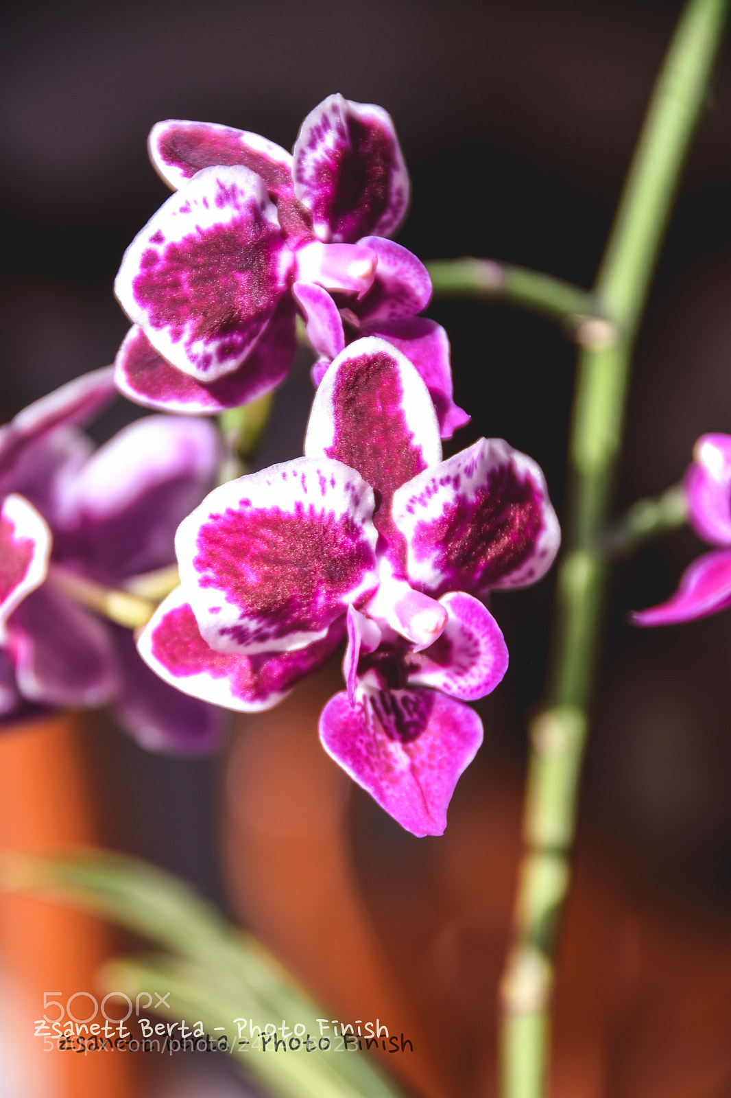 Nikon D7200 sample photo. Orchidea photography