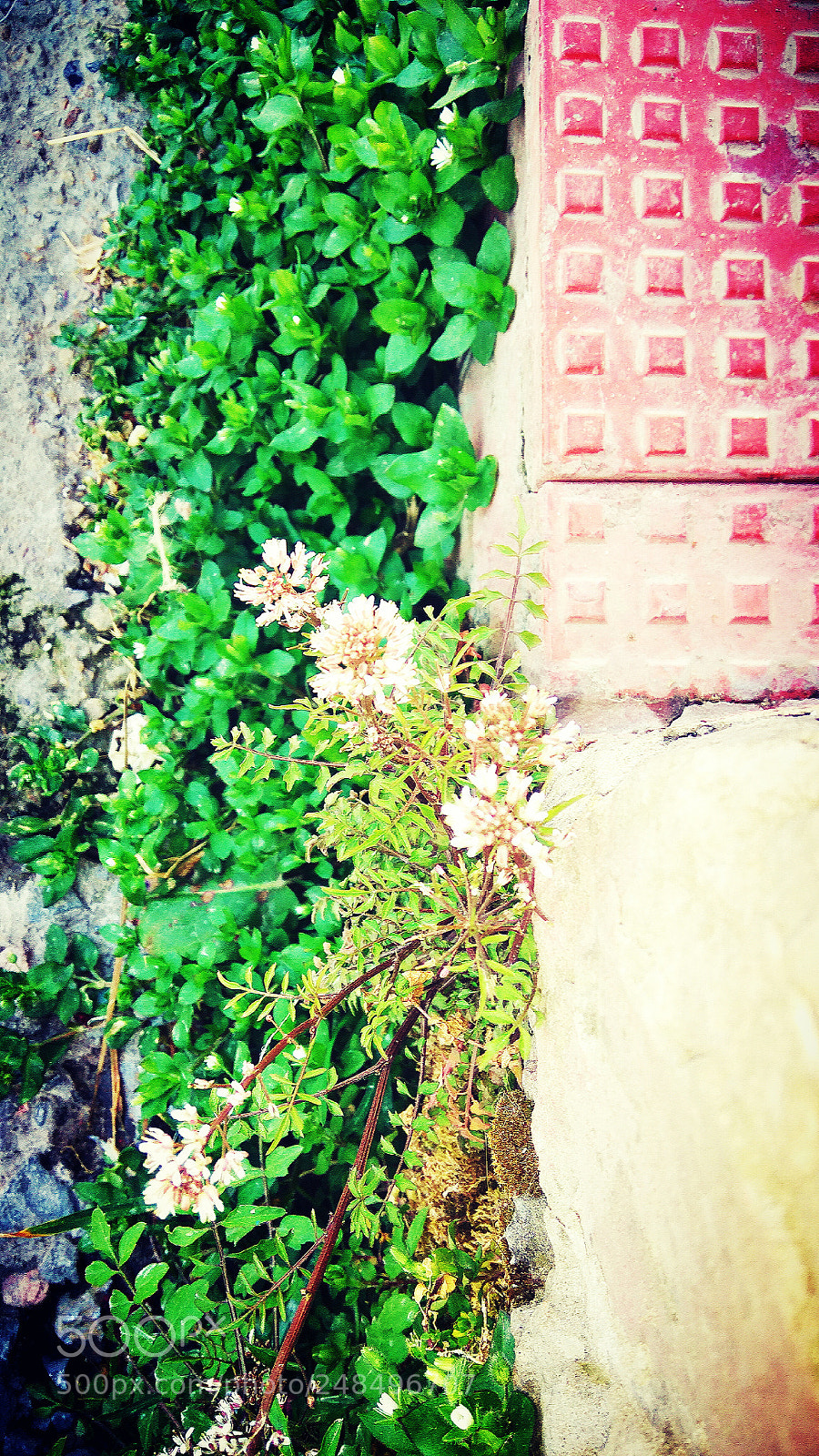 Xiaomi Redmi Note3 sample photo. Untitled photography