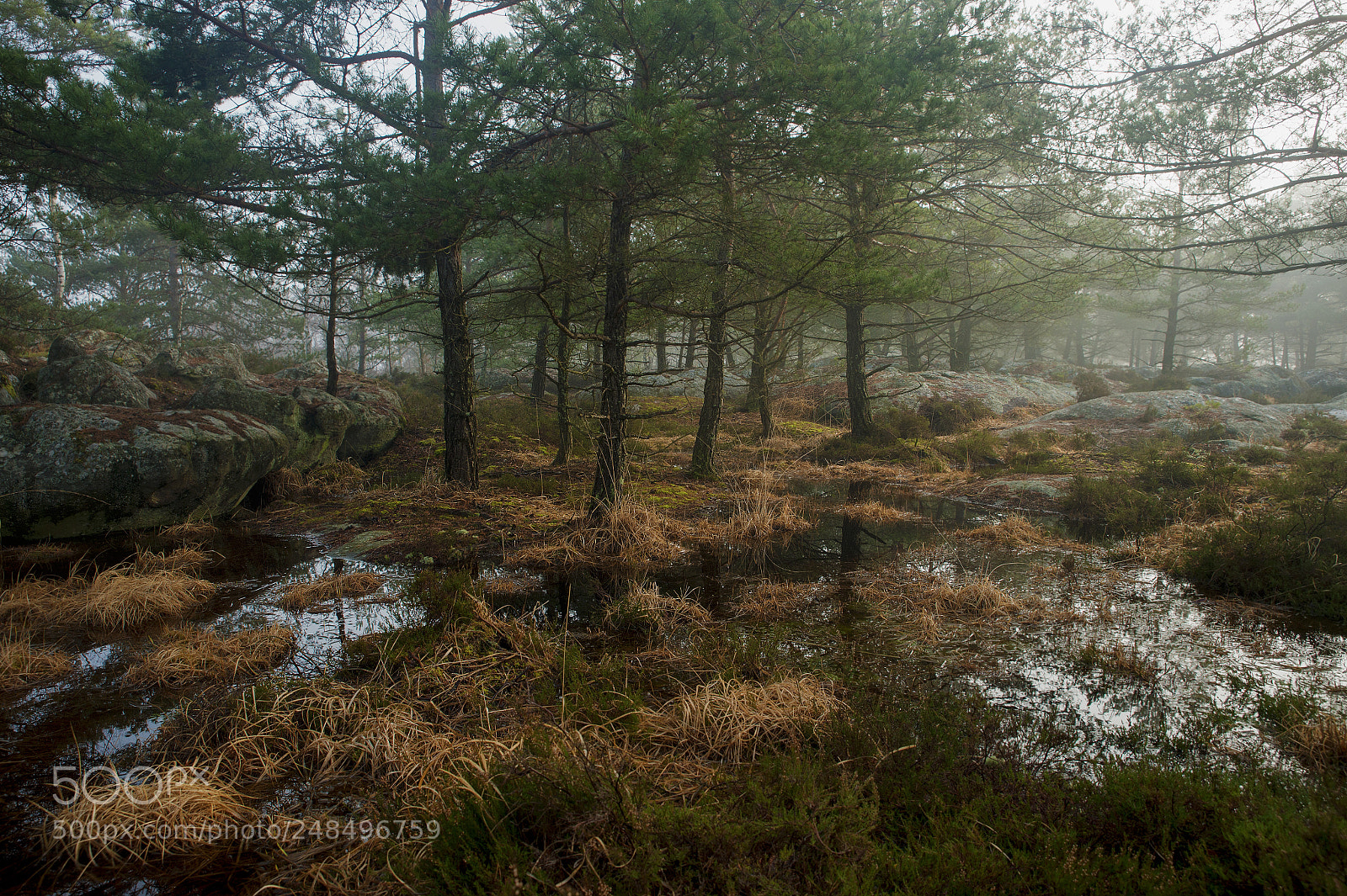 Nikon Df sample photo. Fontainebleau - vi photography