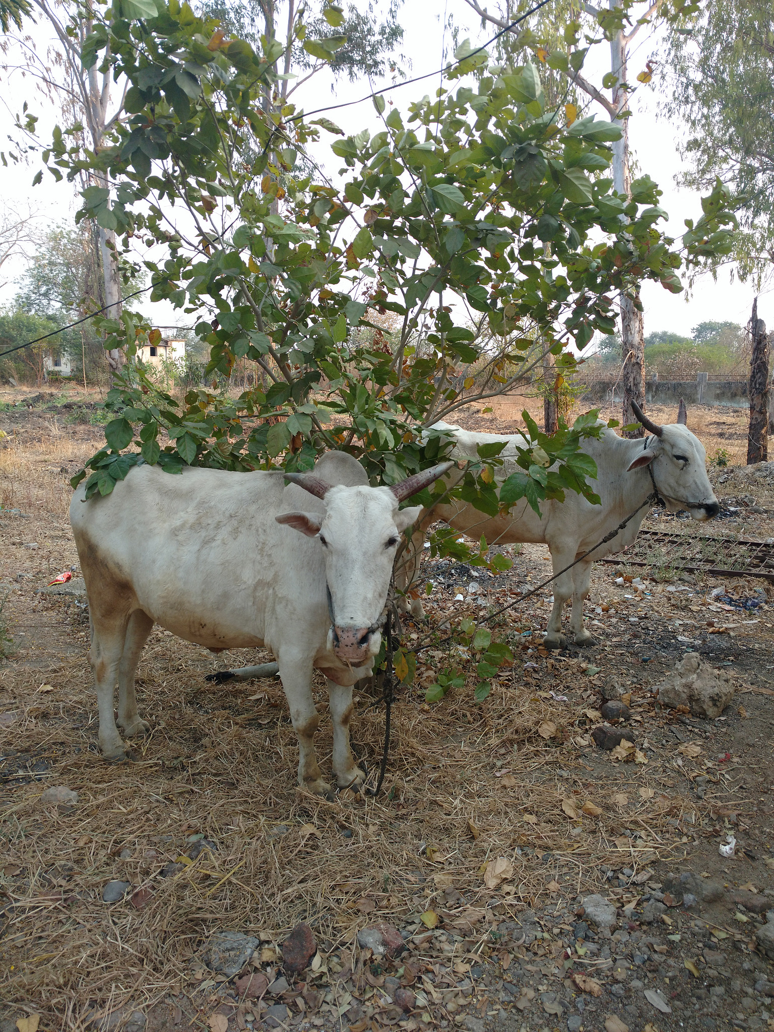 Motorola Moto X Play sample photo. Indian oxen photography