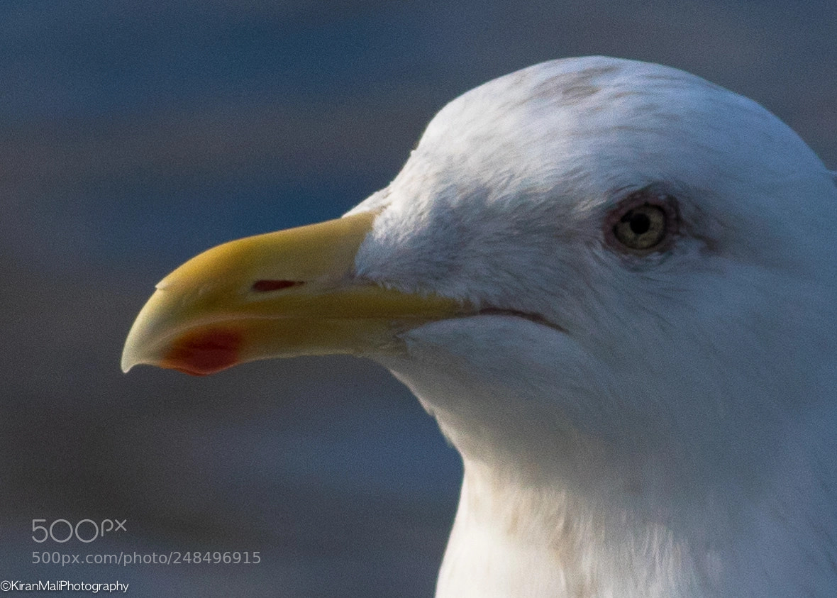 Canon EOS 7D Mark II sample photo. Sea gull close up photography
