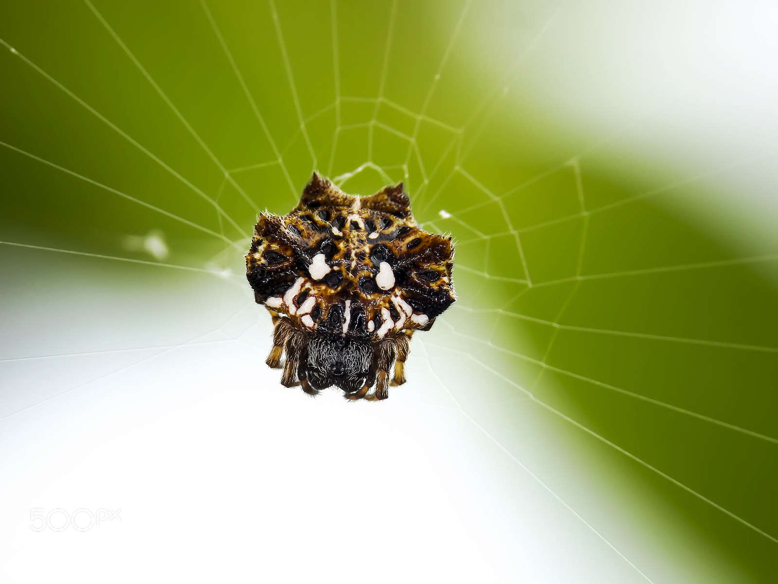 Fujifilm FinePix S4800 sample photo. Spiders photography