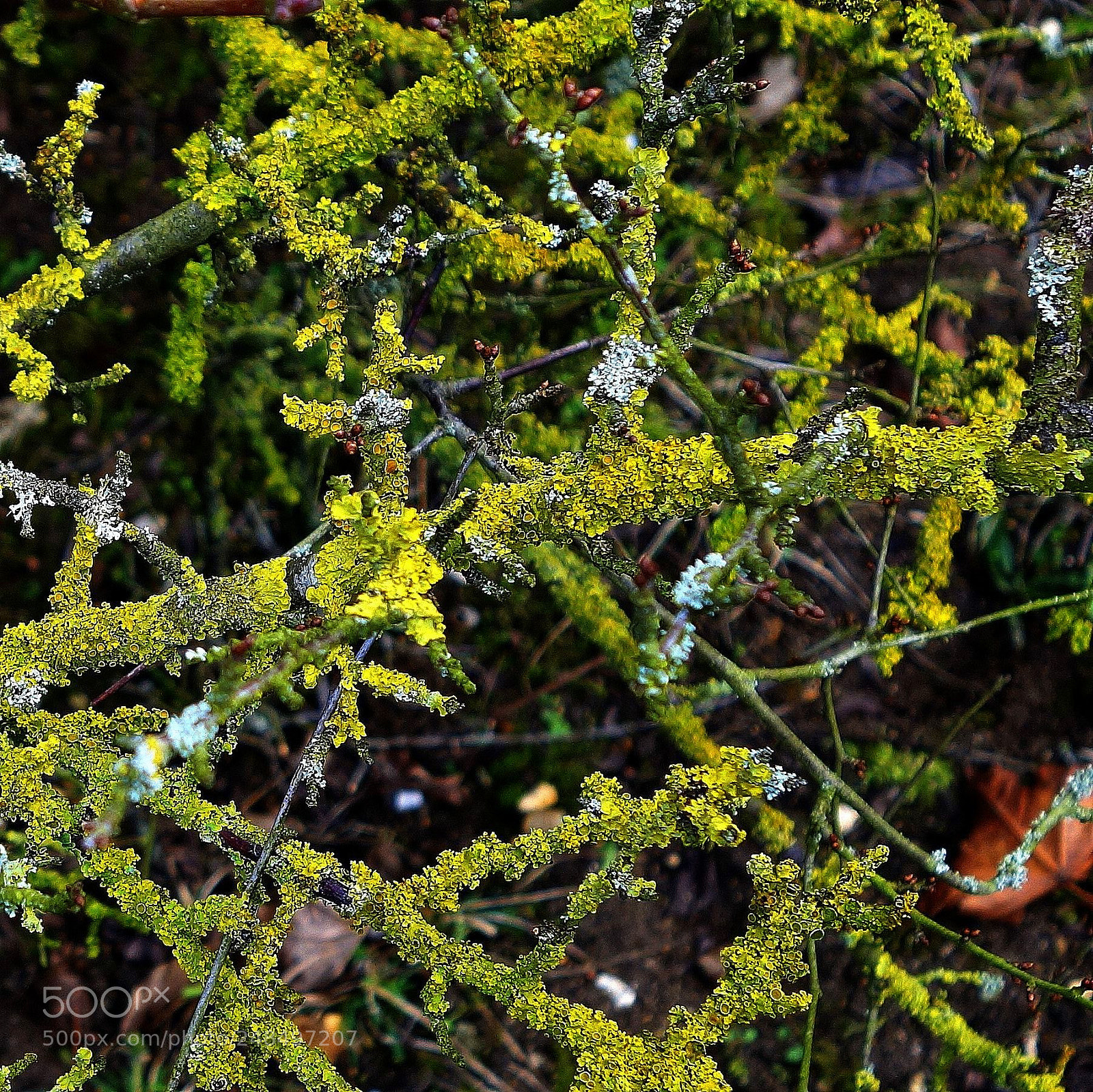 Sony Cyber-shot DSC-RX100 II sample photo. () cvp lot photography