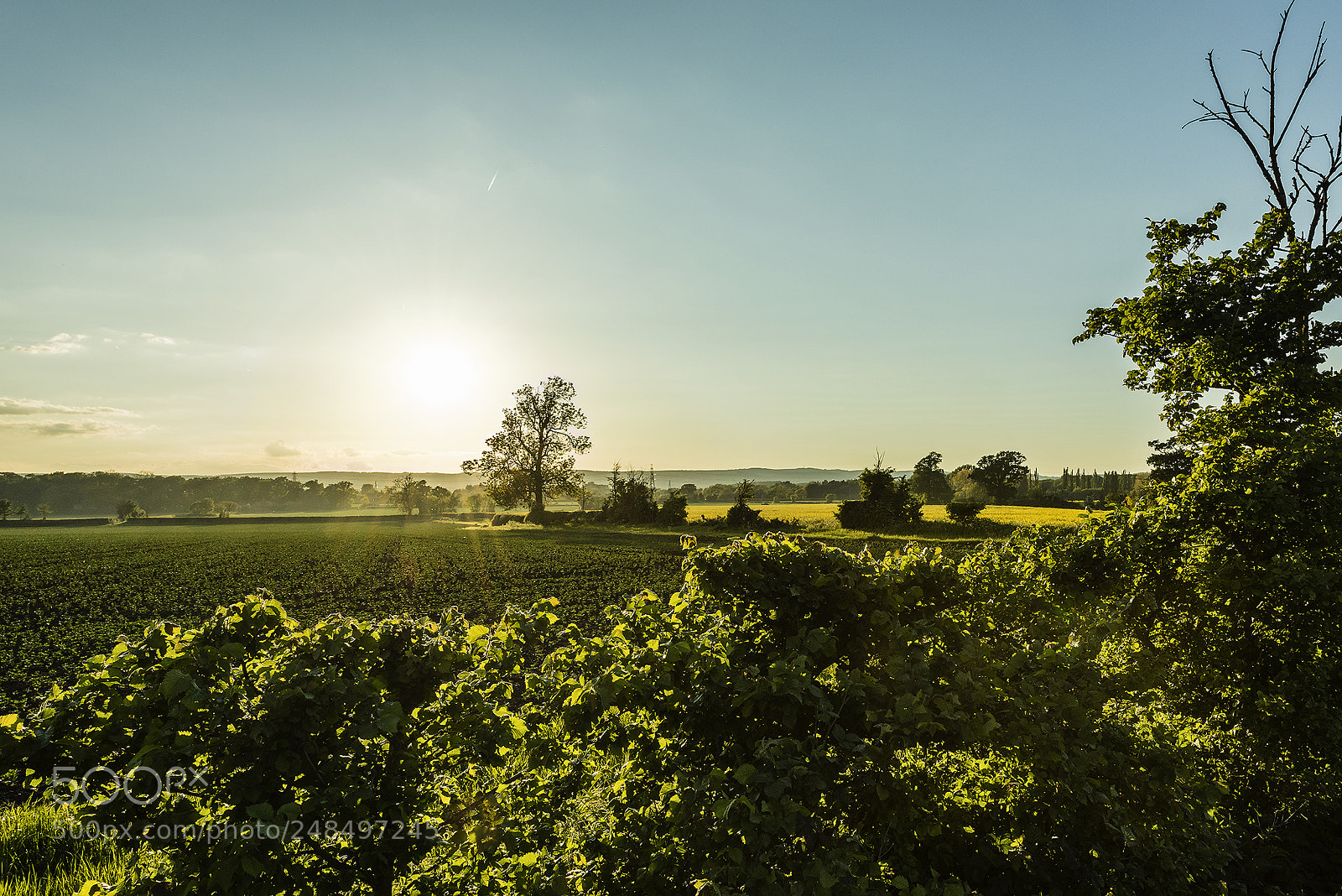 Nikon D810 sample photo. Yellow on the fields photography