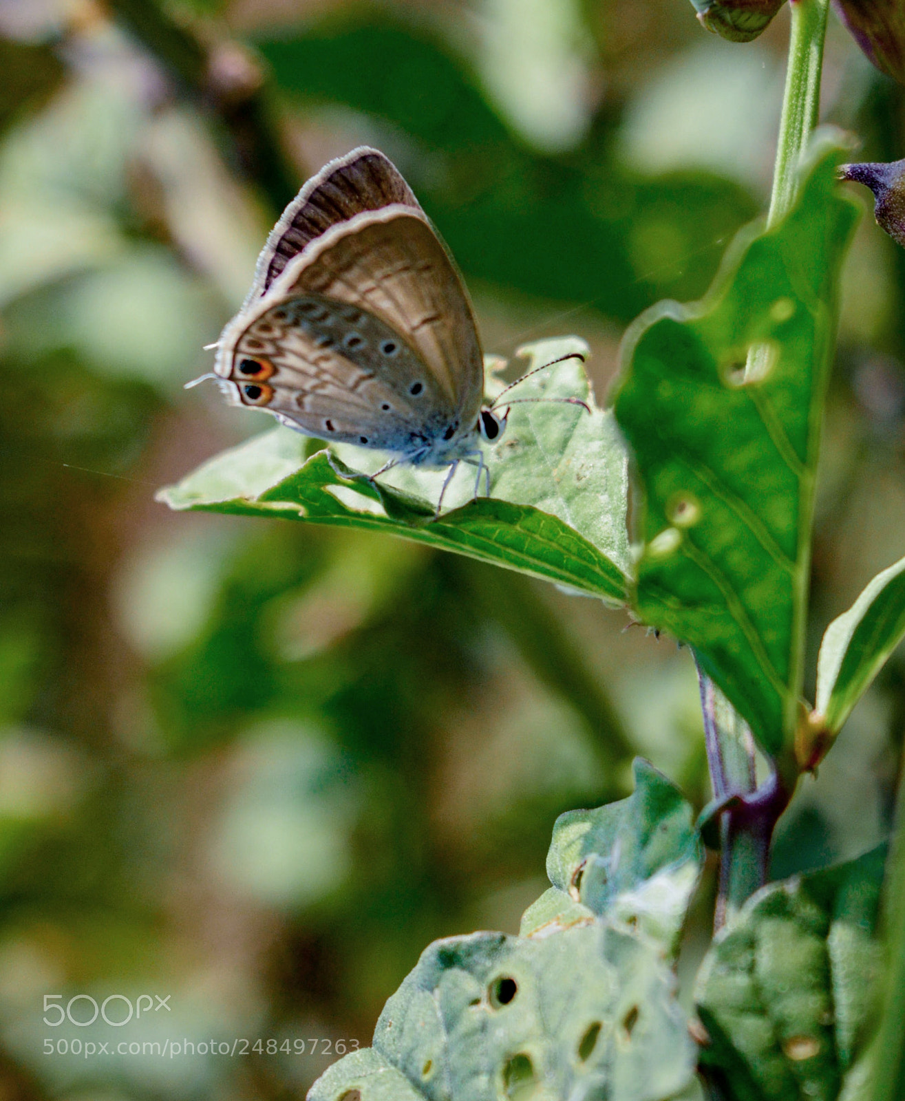 Nikon D3200 sample photo. Gram blue photography