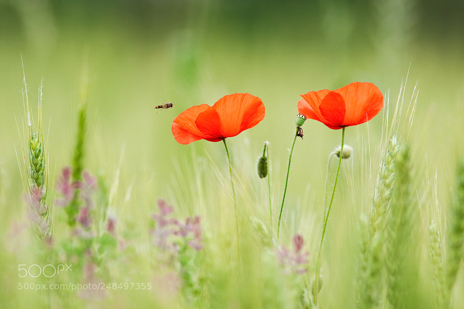 Canon EOS-1D Mark III sample photo. Poppies photography