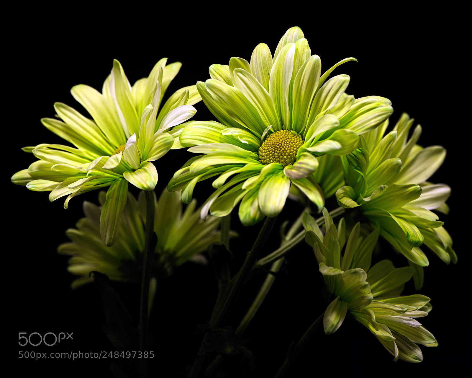 Nikon D810 sample photo. Solidarity photography
