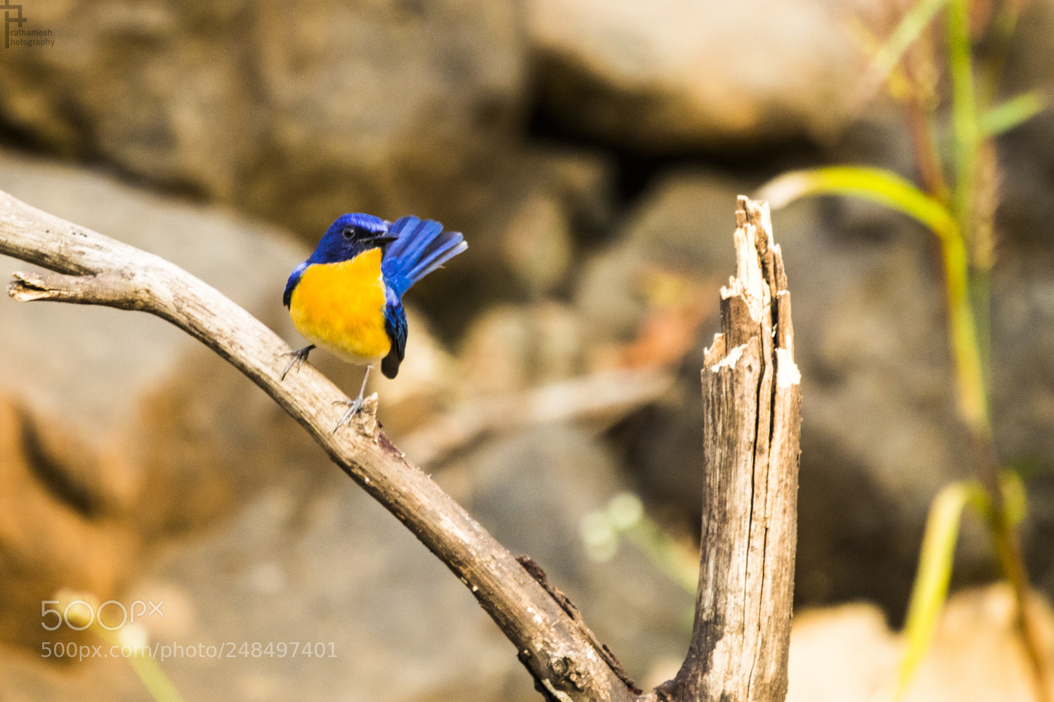 Canon EOS 1300D (EOS Rebel T6 / EOS Kiss X80) sample photo. Tickell's blue flycatcher photography
