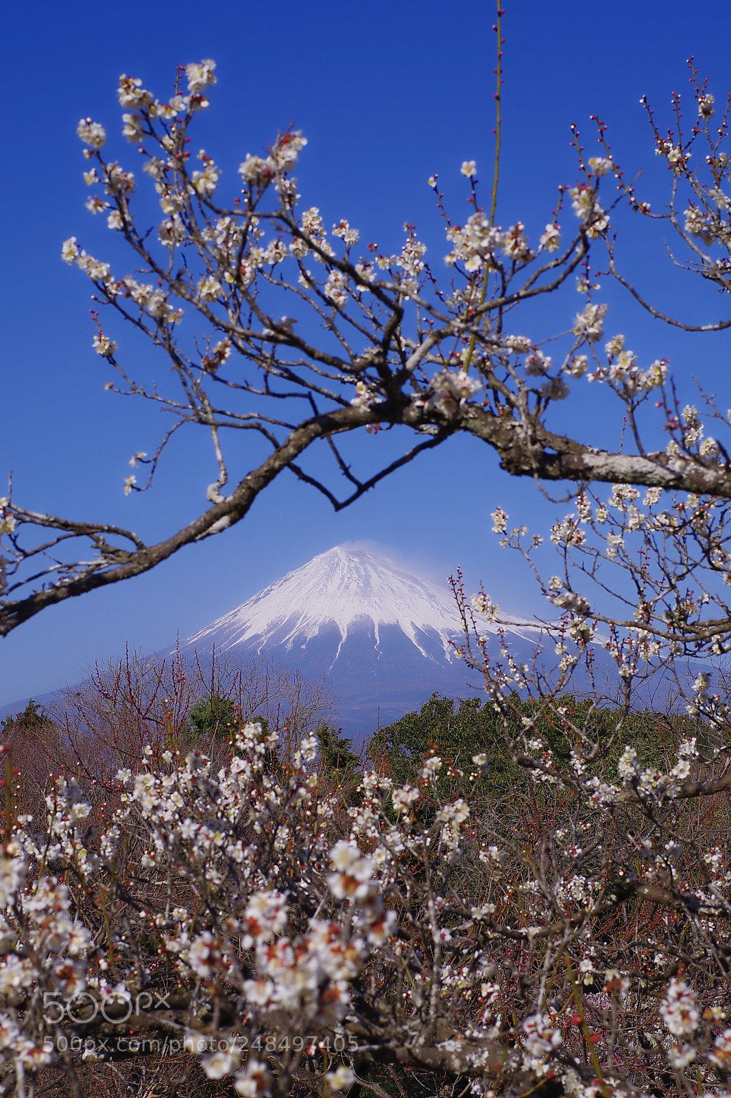 Pentax K-1 sample photo. Mt.fuji and japaneseapricot photography