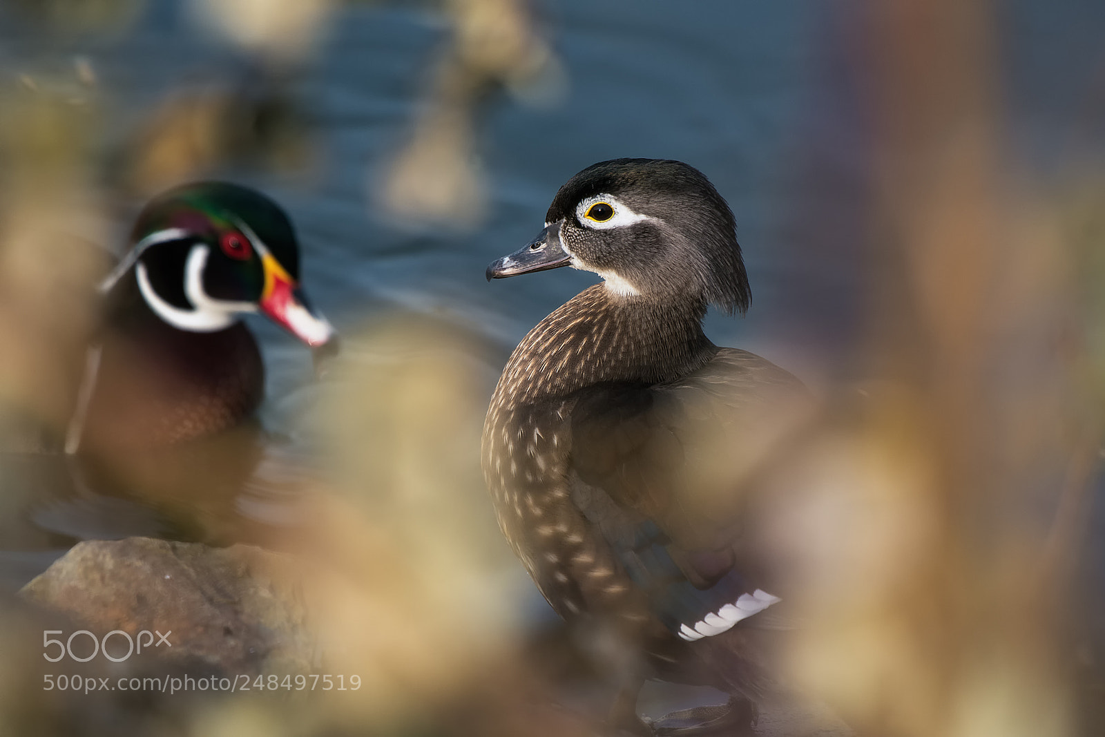 Nikon D500 sample photo. Bridal duck (aix sponsa) photography